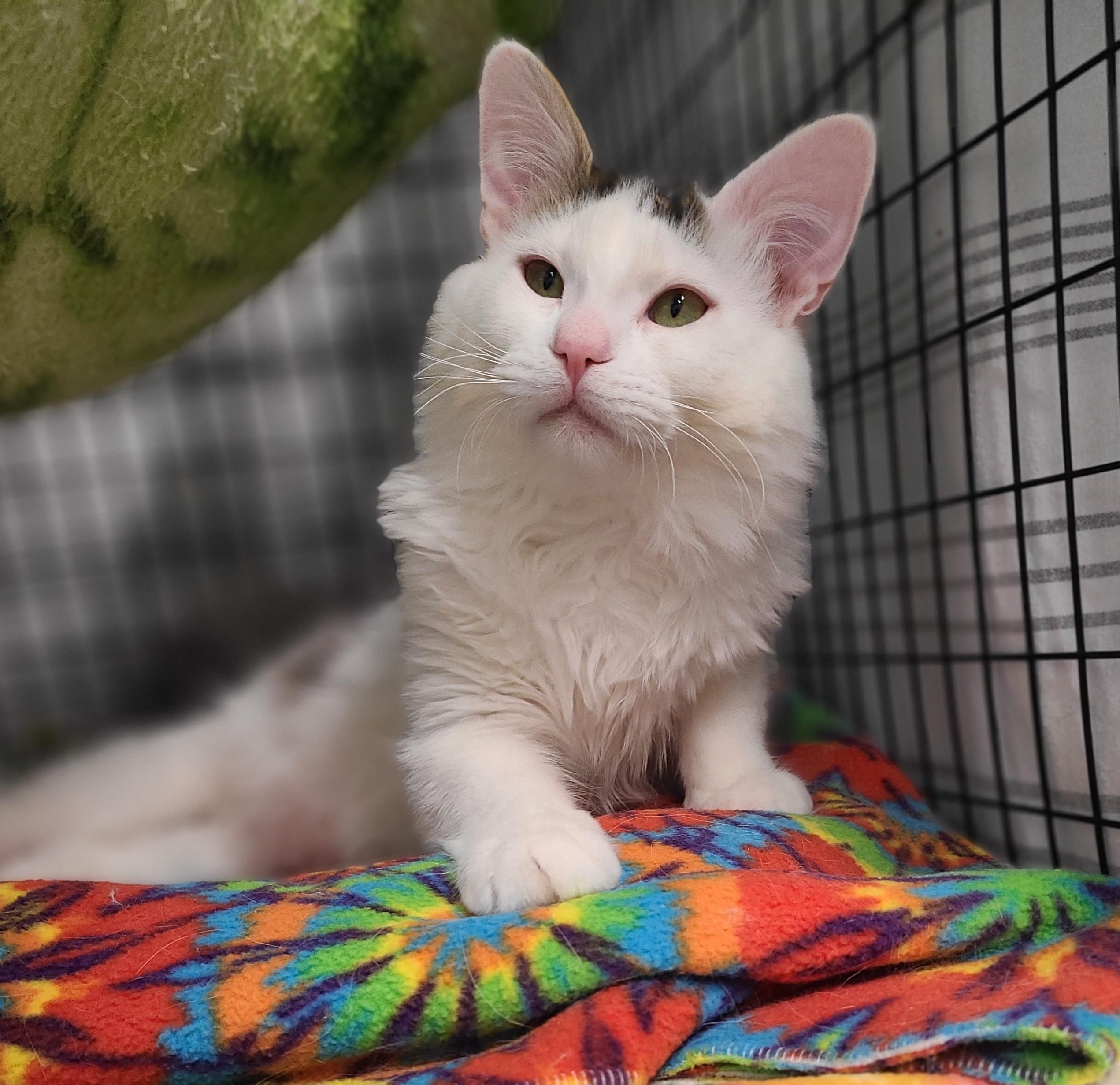 Eli, adopted, Adult Male Domestic Medium Hair.