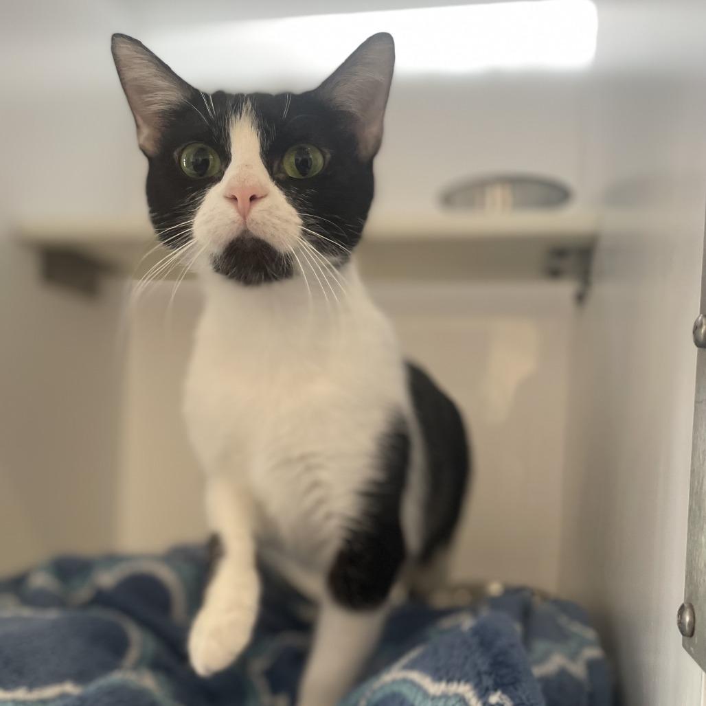 Hollyberry, Adoptable, Young Female Domestic Short Hair.