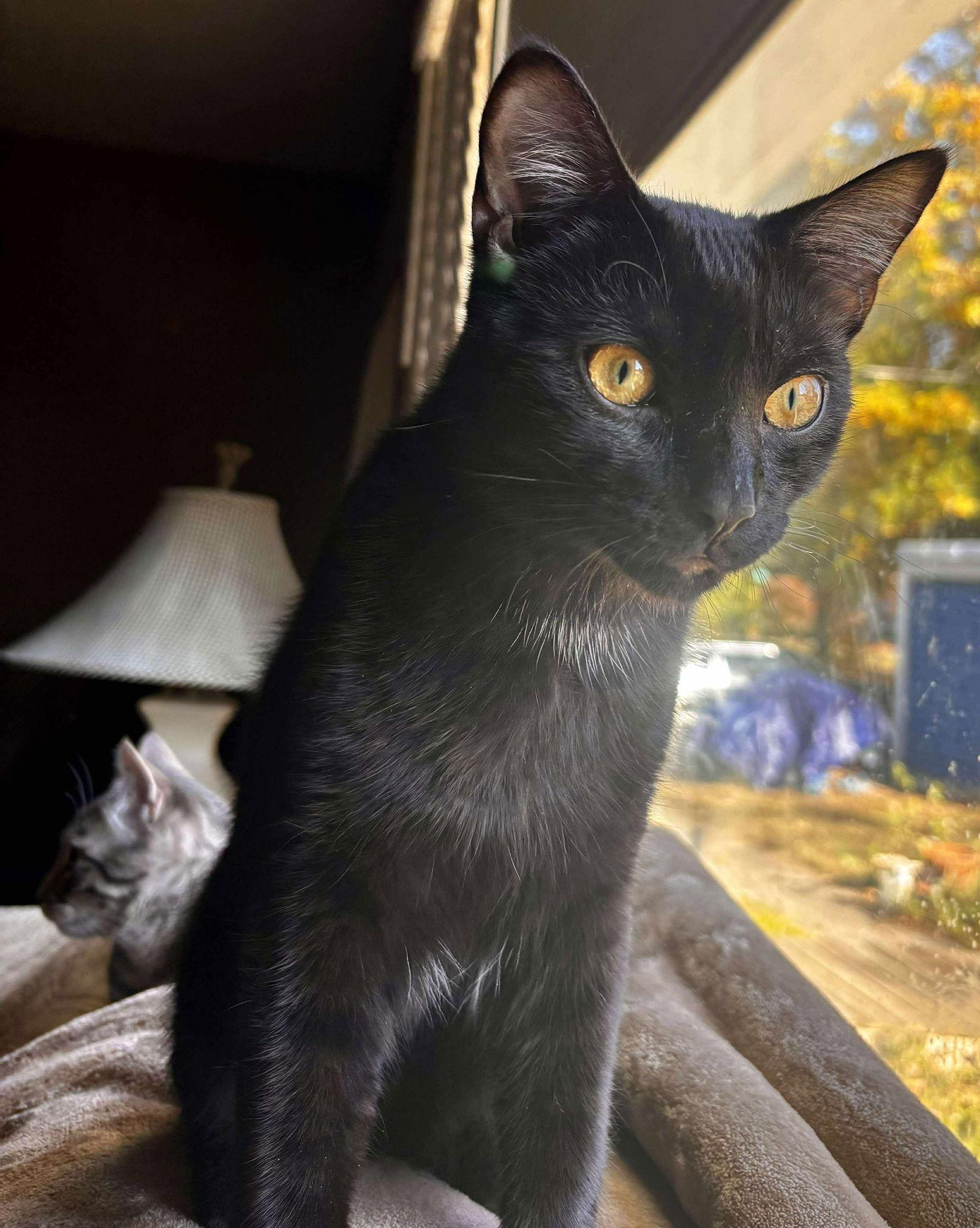 Enlarge *Wolfie McSweeney, a Adoptable Domestic Short Hair in Forest, VA image 1/3