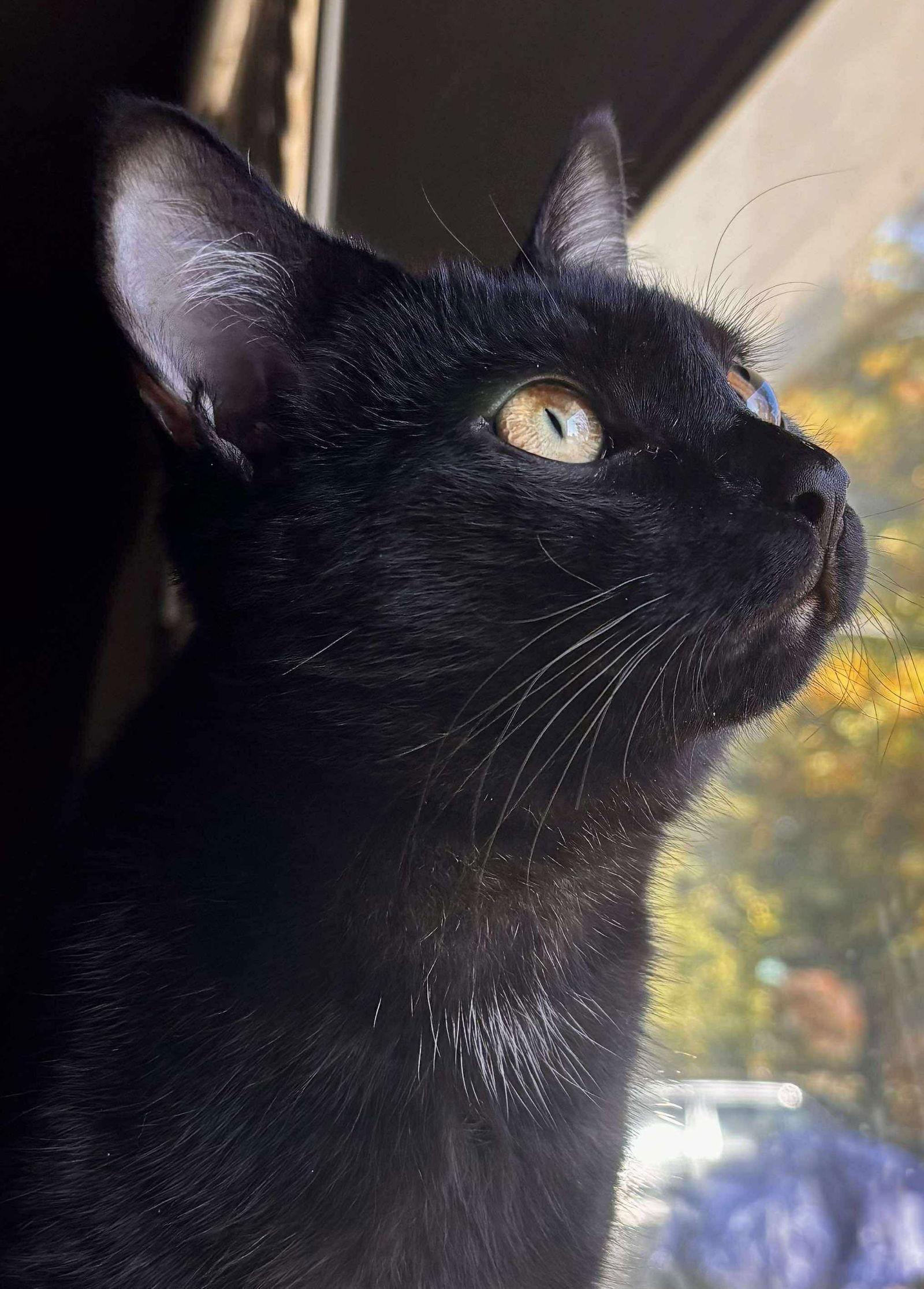 Enlarge *Wolfie McSweeney, a Adoptable Domestic Short Hair in Forest, VA image 2/3