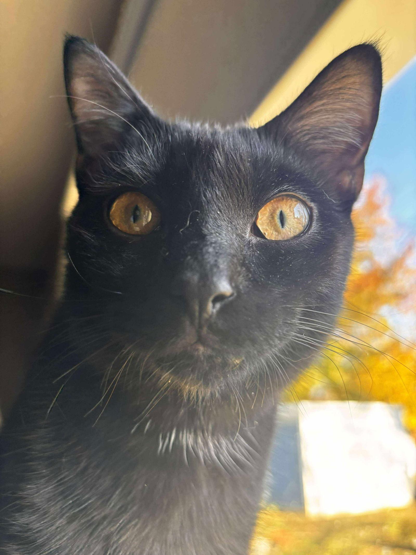 Enlarge *Wolfie McSweeney, a Adoptable Domestic Short Hair in Forest, VA image 3/3