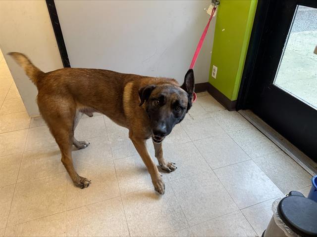 JACKIE, Adoptable, Adult Male Belgian Shepherd / Malinois.