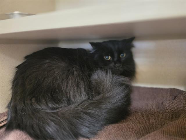 AMADEUS, Adoptable, Adult Male Domestic Short Hair.