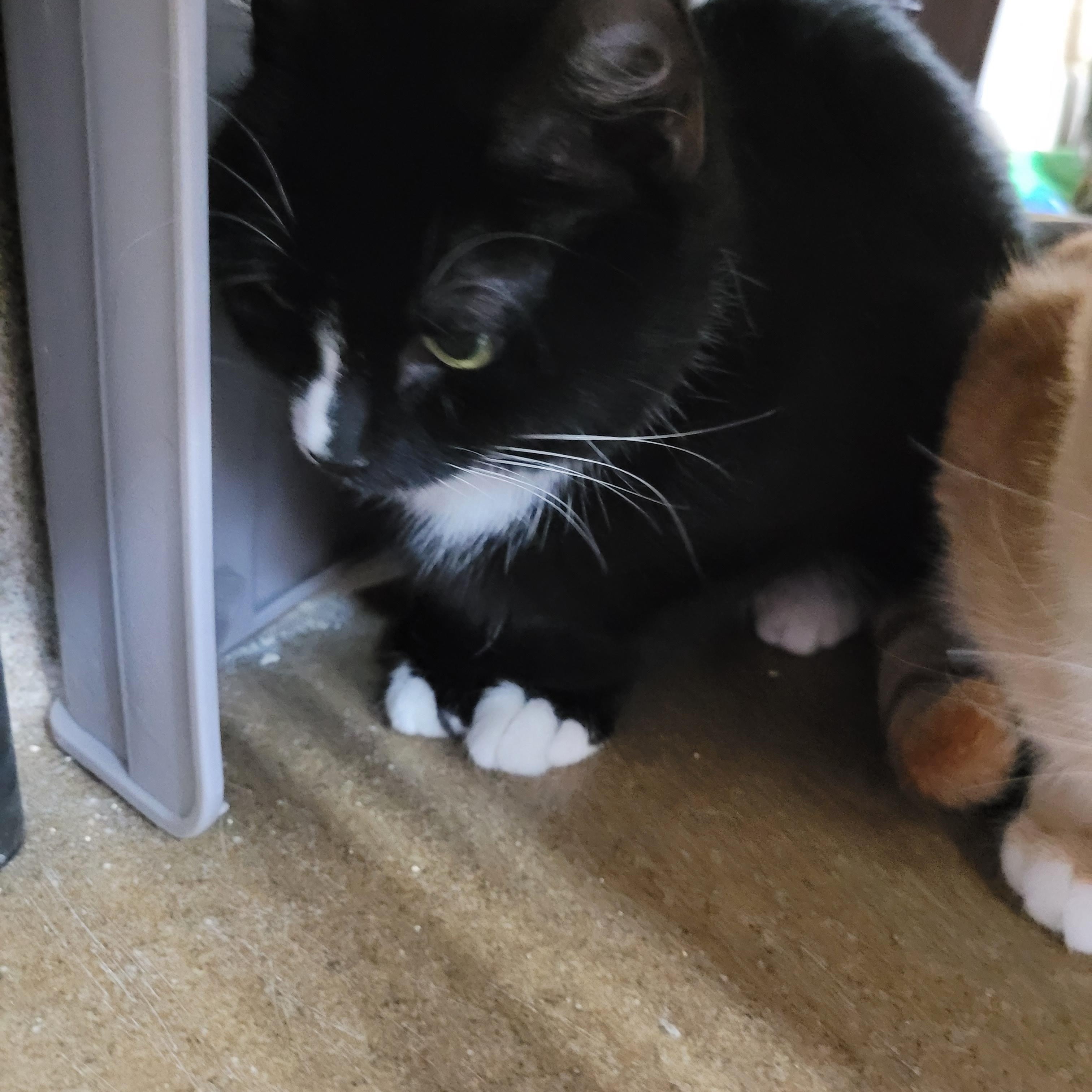 Enlarge Wednesday, a Adoptable Domestic Short Hair in Winchester, VA image 2/5