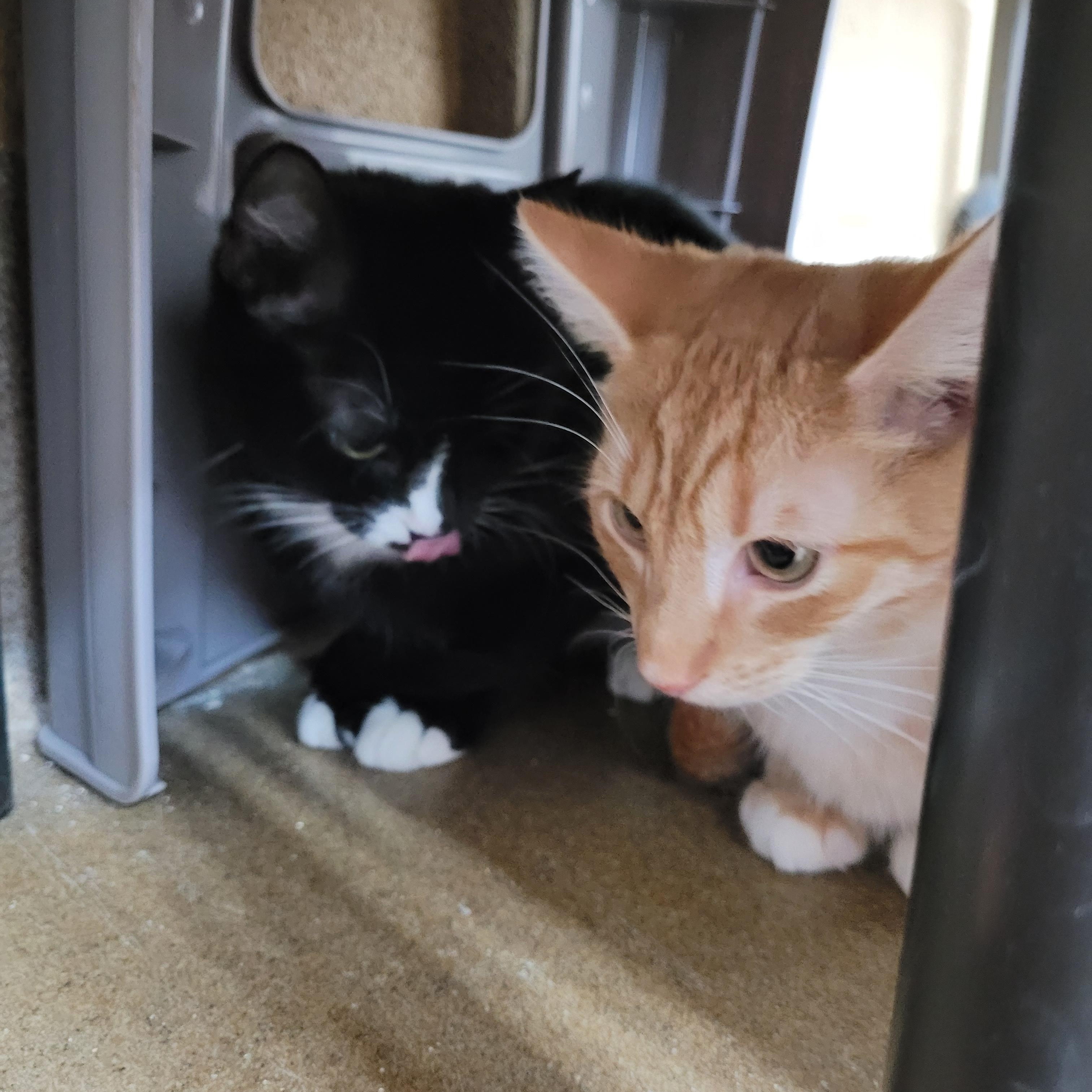 Enlarge Wednesday, a Adoptable Domestic Short Hair in Winchester, VA image 4/5