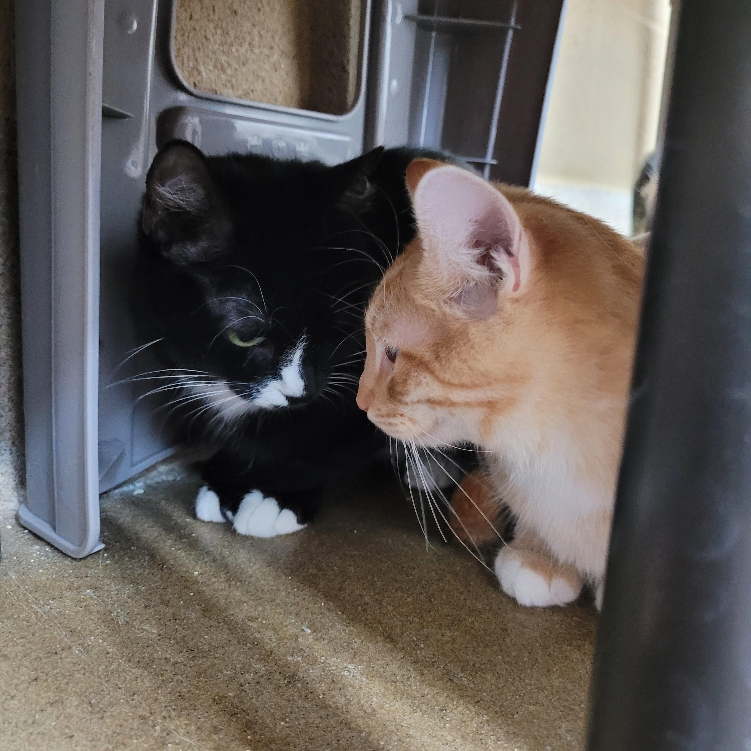 Enlarge Wednesday, a Adoptable Domestic Short Hair in Winchester, VA image 1/5