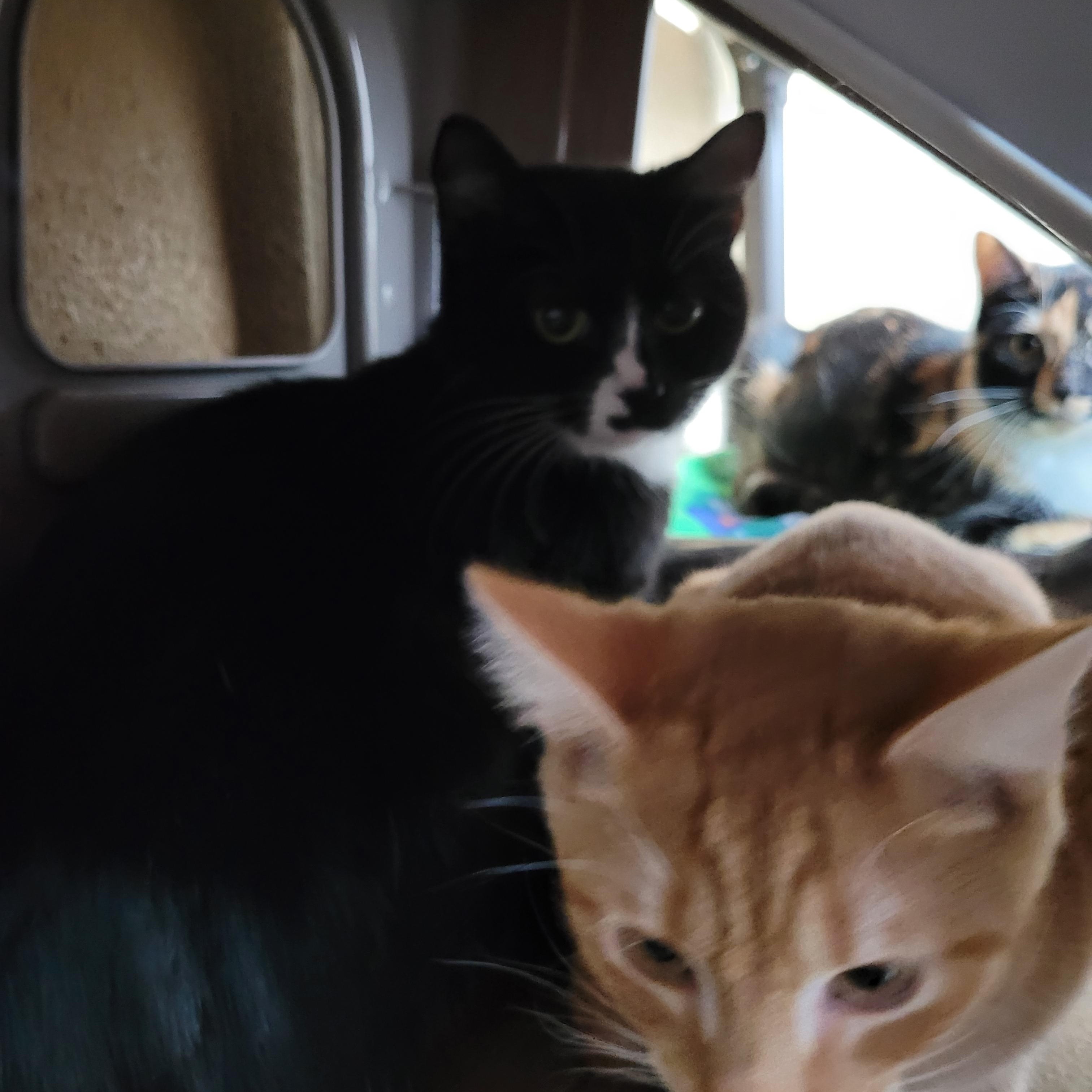 Enlarge Wednesday, a Adoptable Domestic Short Hair in Winchester, VA image 3/5