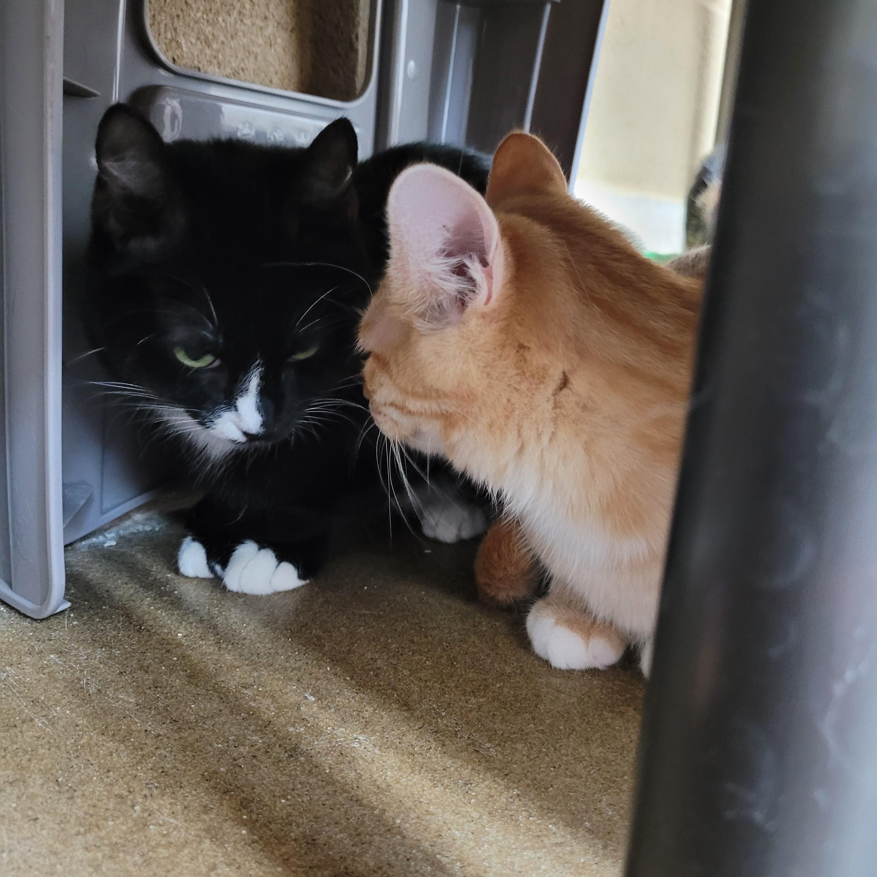 Enlarge Wednesday, a Adoptable Domestic Short Hair in Winchester, VA image 5/5