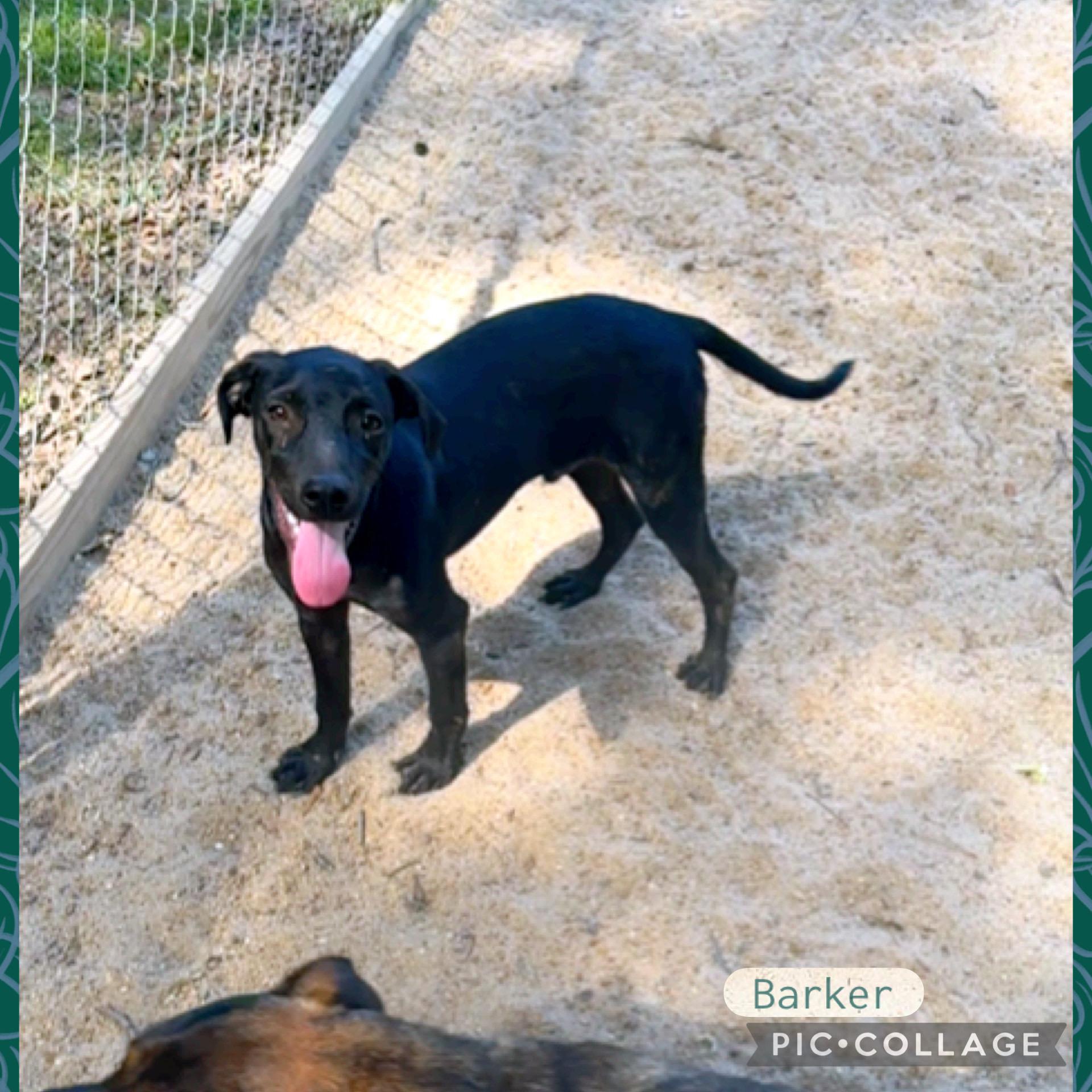 Barker thumbnail 1