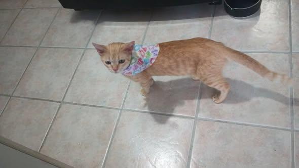 Enlarge Yumi, an adoptable Domestic Short Hair in Franklin, MA image 3/6