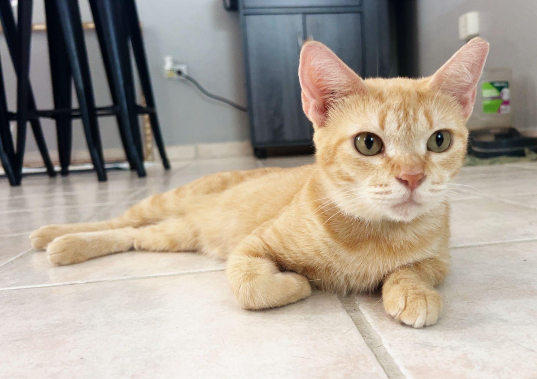 Yumi, adoptable, Young Female Domestic Short Hair.