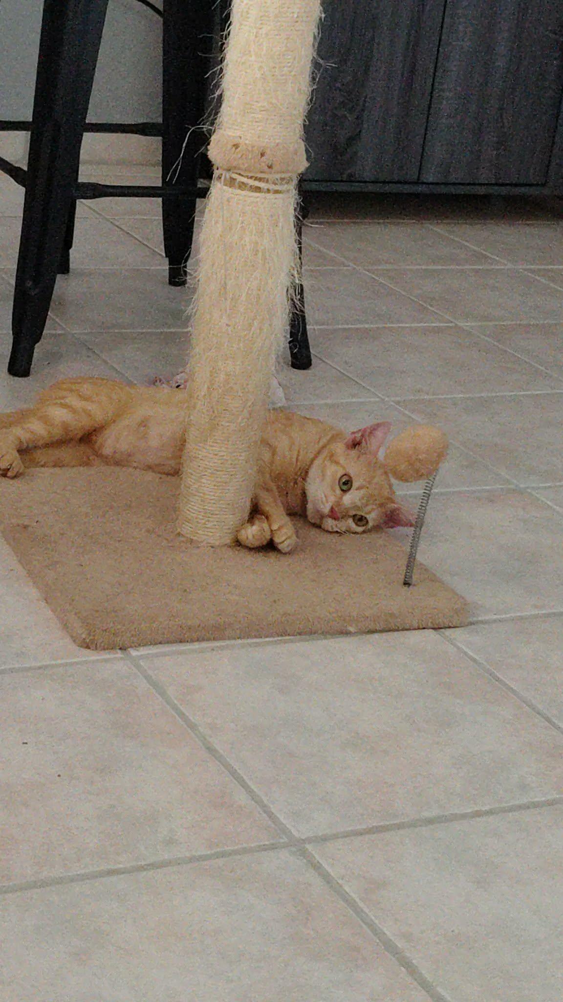 Enlarge Yumi, an adoptable Domestic Short Hair in Franklin, MA image 6/6