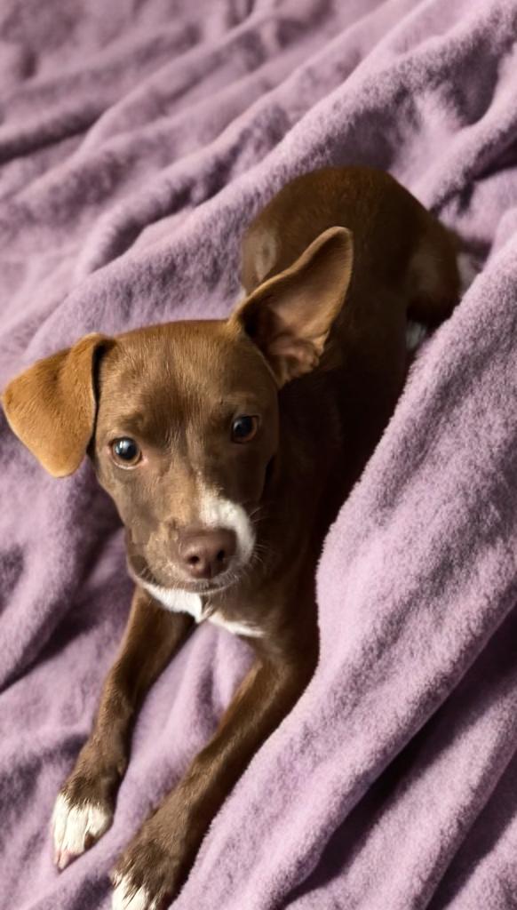 Sabrina, an adoptable Basenji, Chihuahua in San Antonio, TX, 78218 | Photo Image 2