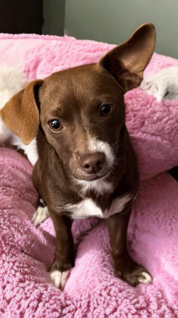 Sabrina, an adoptable Basenji, Chihuahua in San Antonio, TX, 78218 | Photo Image 1
