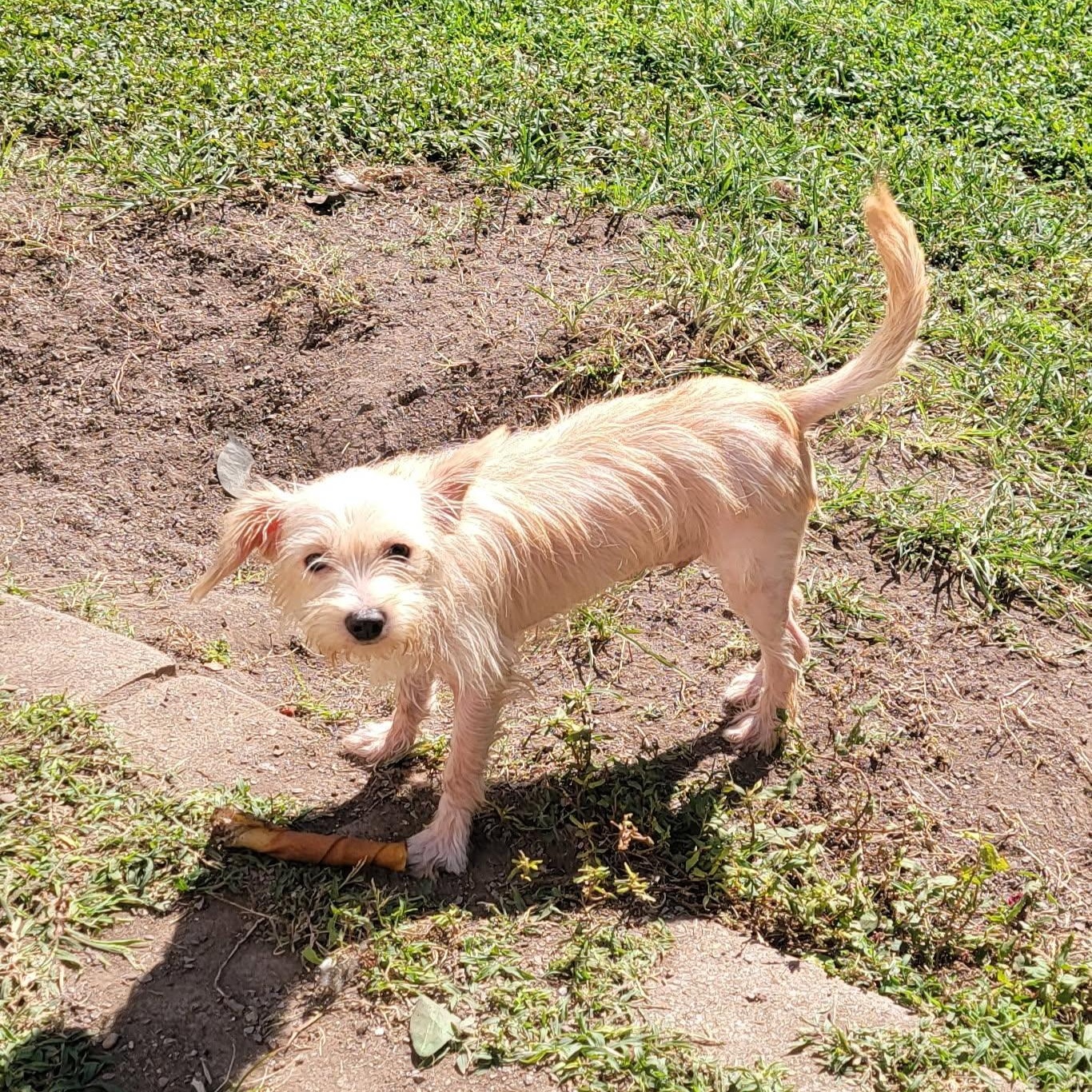 Enlarge Elliott, a Adopted mixed breed in Nashville, TN image 2/4