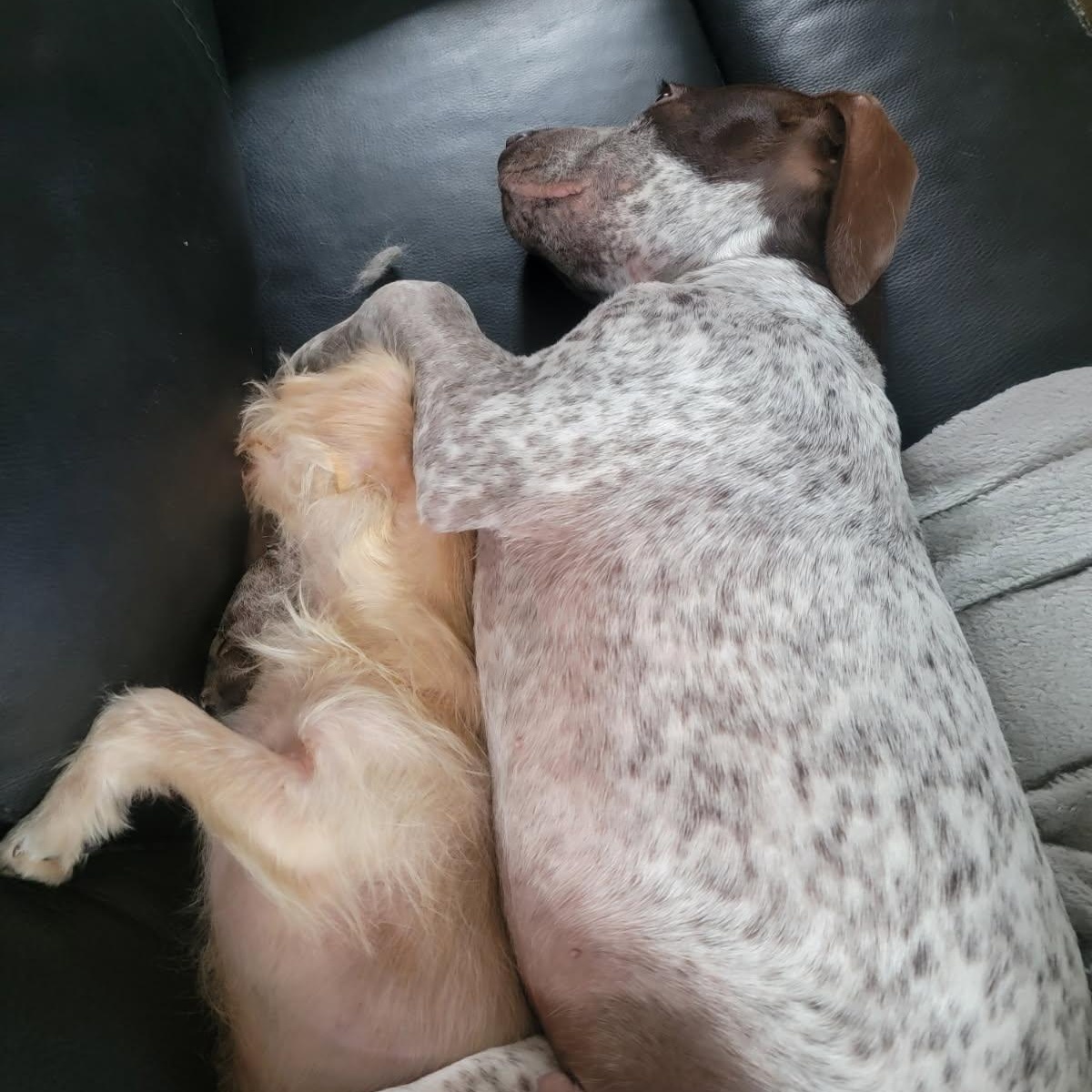 Enlarge Elliott, a Adopted mixed breed in Nashville, TN image 4/4