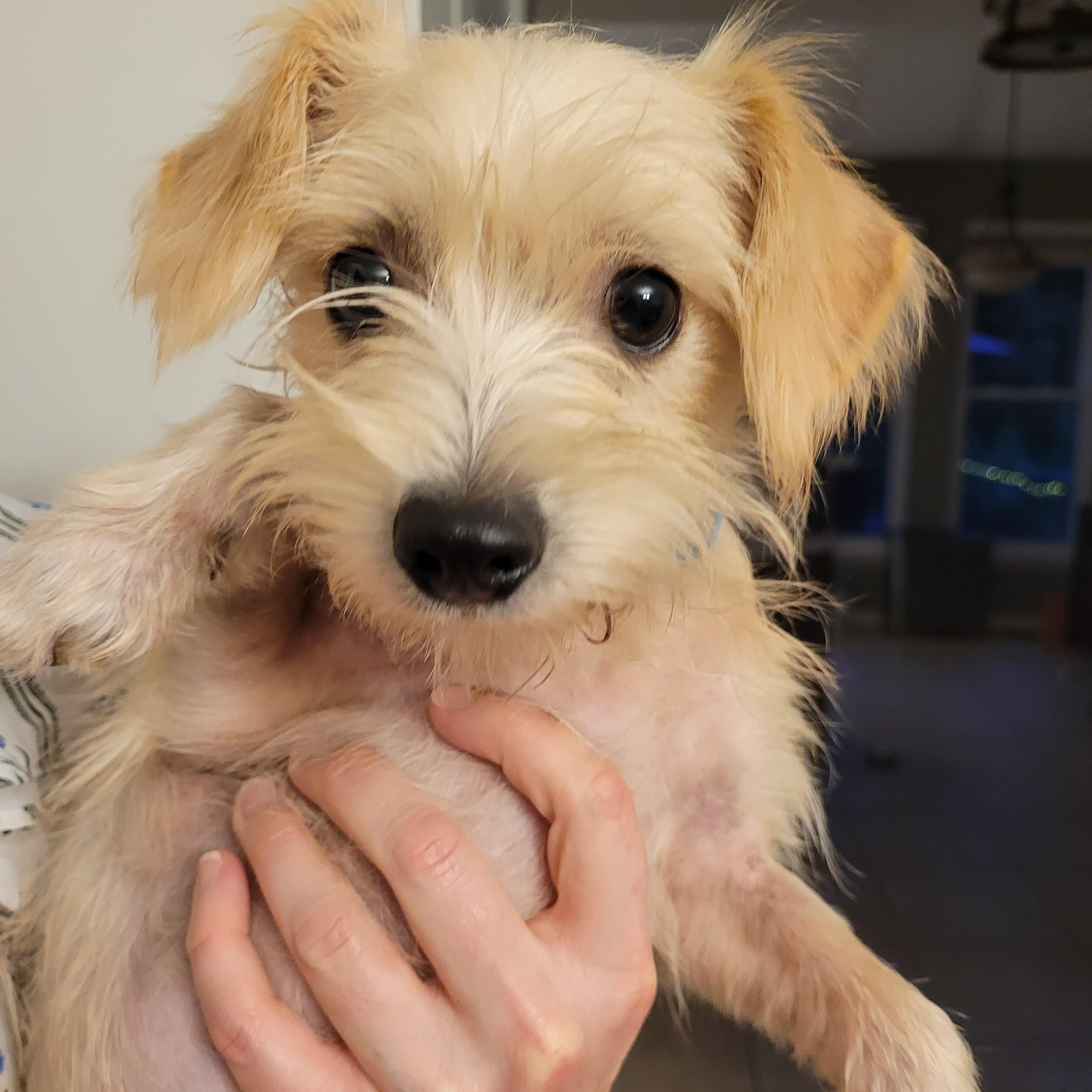 Enlarge Elliott, a Adopted mixed breed in Nashville, TN image 3/4