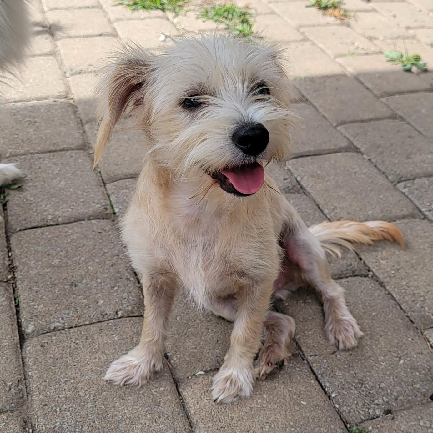 Elliott, Adopted, Young Male Wirehaired Terrier.