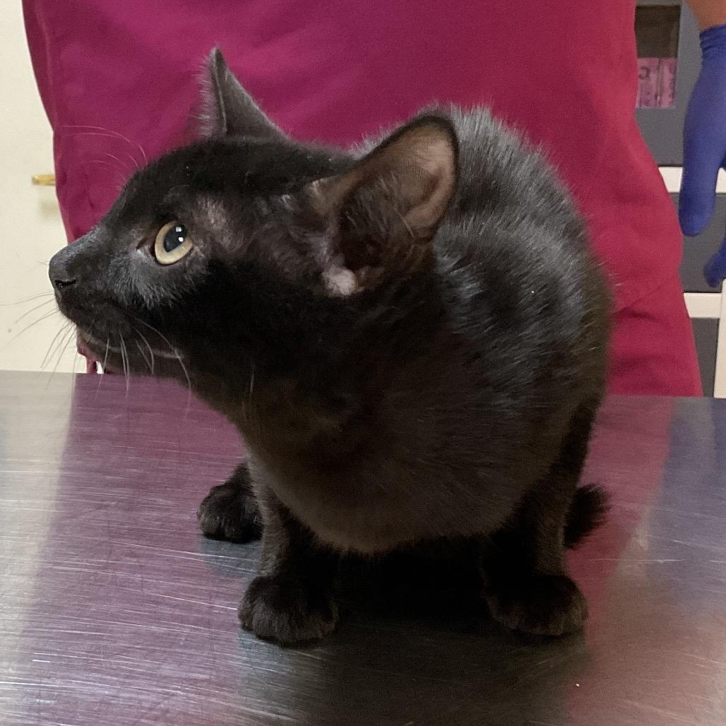 Enlarge Luna, a Adoptable Domestic Short Hair in Monroe, LA image 1/2