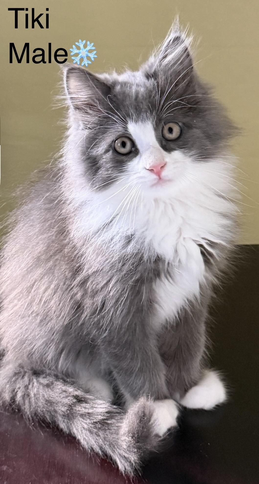 Enlarge Tiki and Totoro, a ADOPTABLE mixed breed in Calais, ME image 2/2