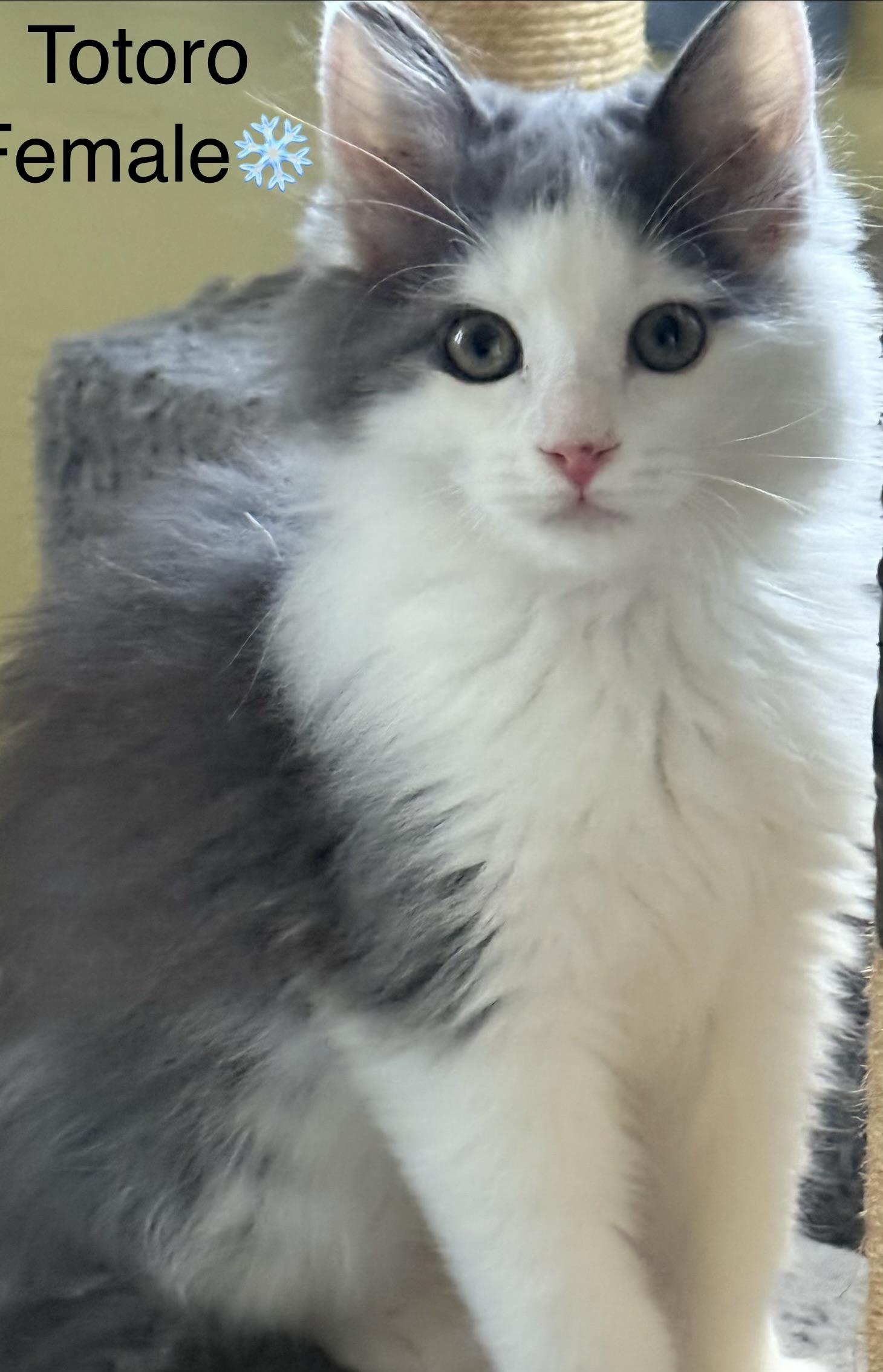 Enlarge Tiki and Totoro, a ADOPTABLE mixed breed in Calais, ME image 1/2