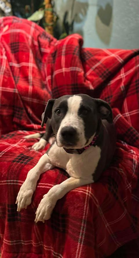 Rudi, a ADOPTABLE mixed breed in Pleasant Ridge, MI image 3/4