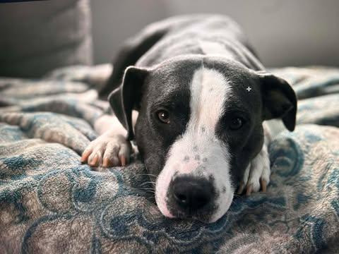 Rudi, a ADOPTABLE mixed breed in Pleasant Ridge, MI image 1/4