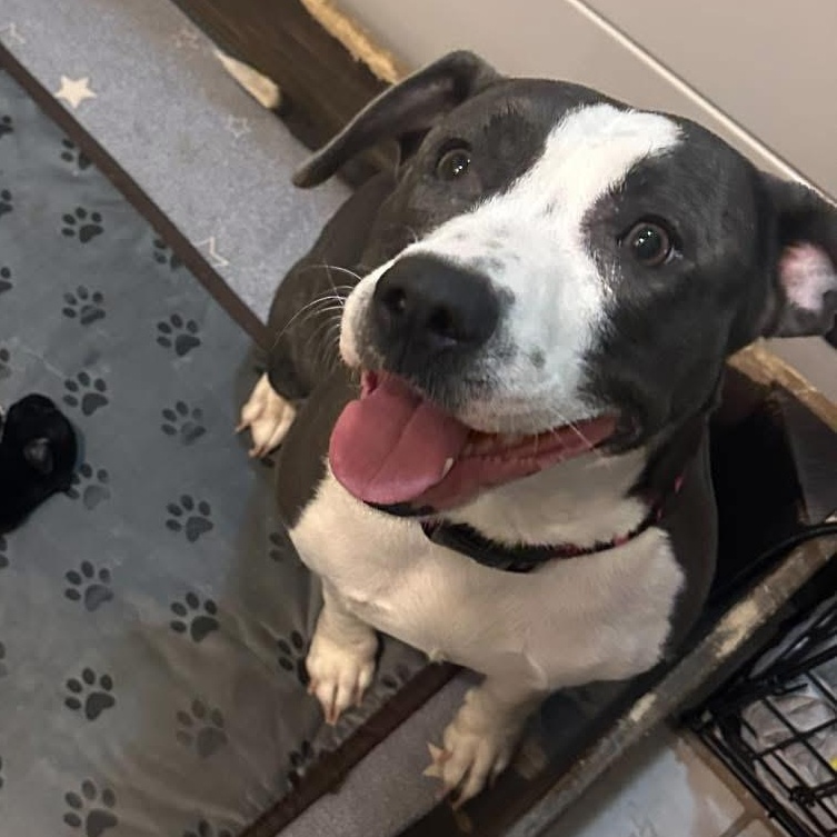 Rudi, a ADOPTABLE mixed breed in Pleasant Ridge, MI image 2/4