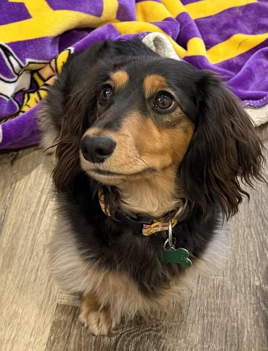 Enlarge Peanut, a Adoptable Dachshund in Sioux Falls, SD image 2/3