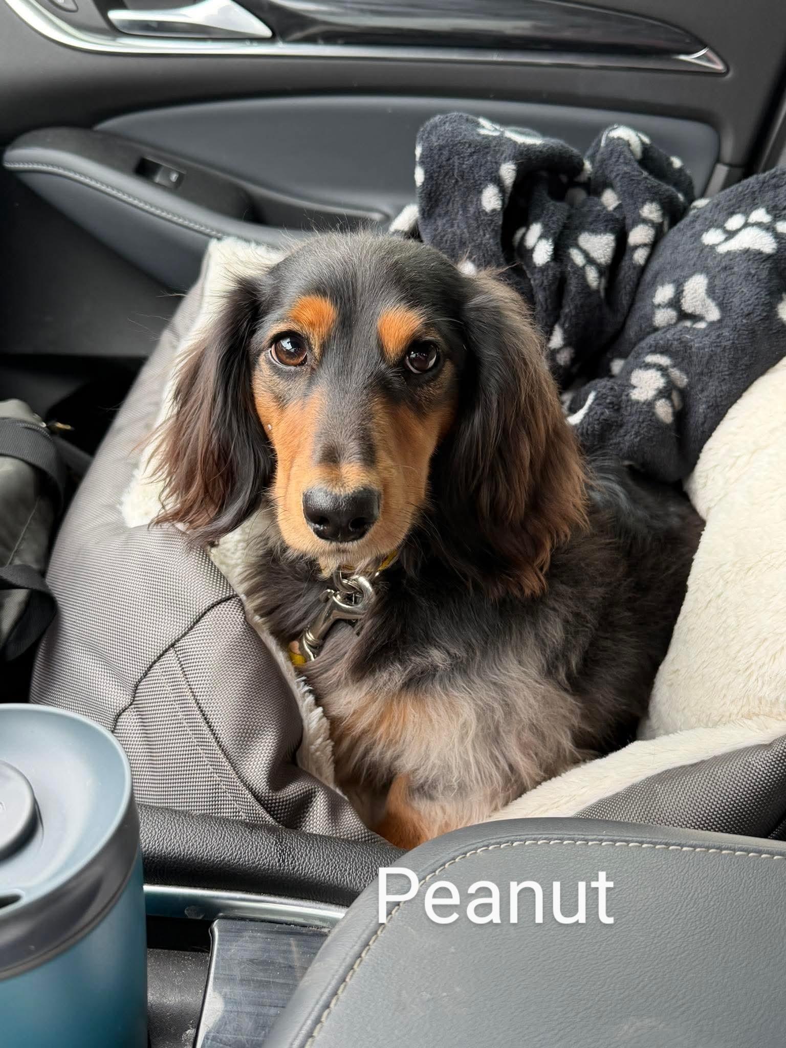 Enlarge Peanut, a Adoptable Dachshund in Sioux Falls, SD image 3/3