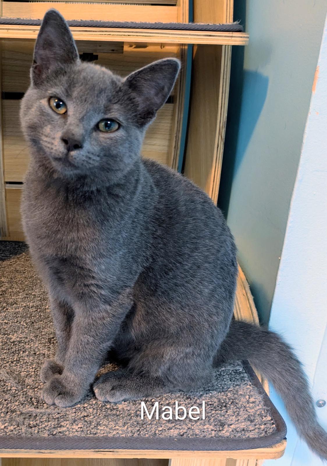 Enlarge Mabel, a ADOPTABLE Russian Blue in Mears, MI image 1/4