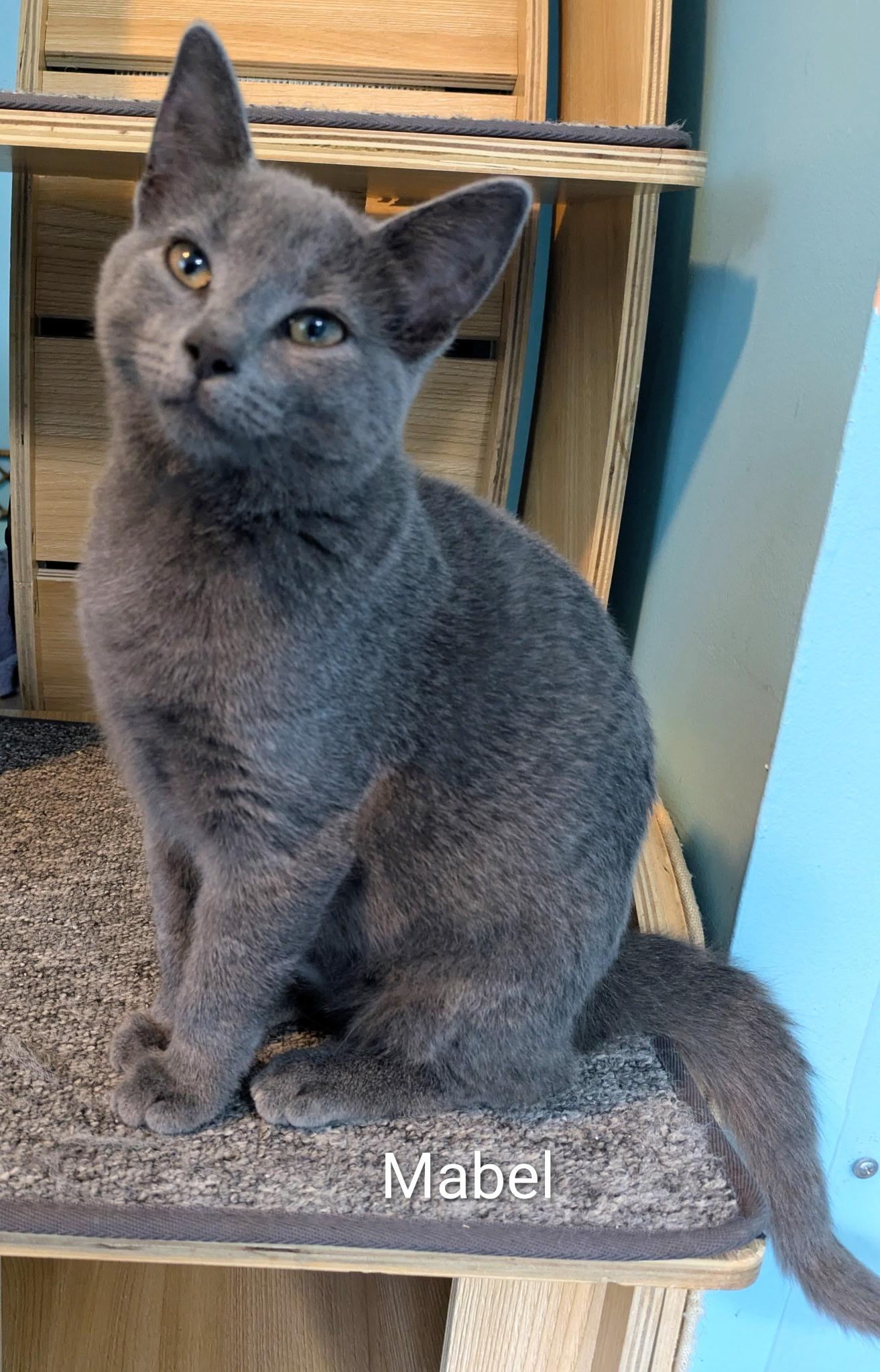 Enlarge Mabel, a ADOPTABLE Russian Blue in Mears, MI image 2/4