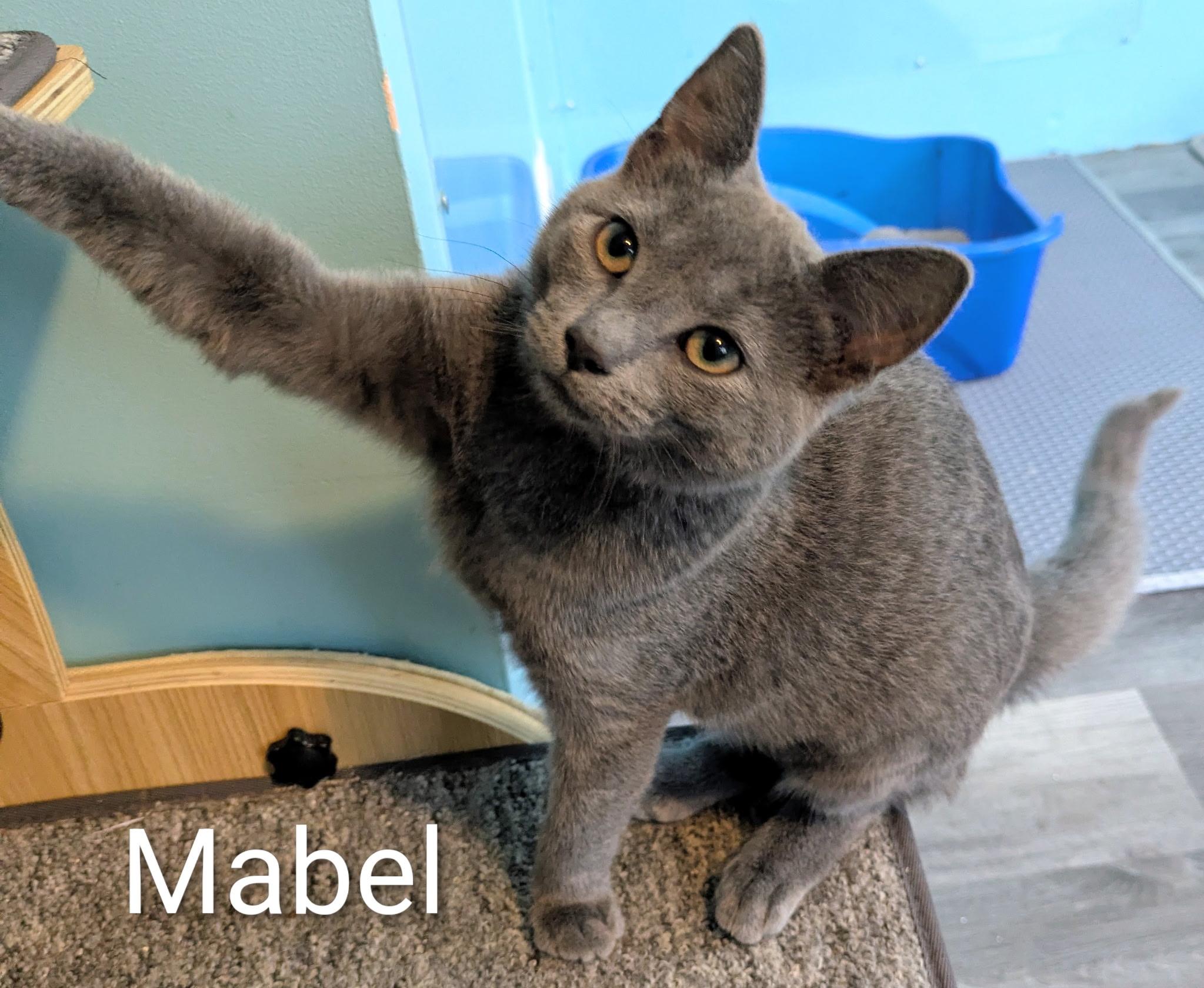 Enlarge Mabel, a ADOPTABLE Russian Blue in Mears, MI image 3/4