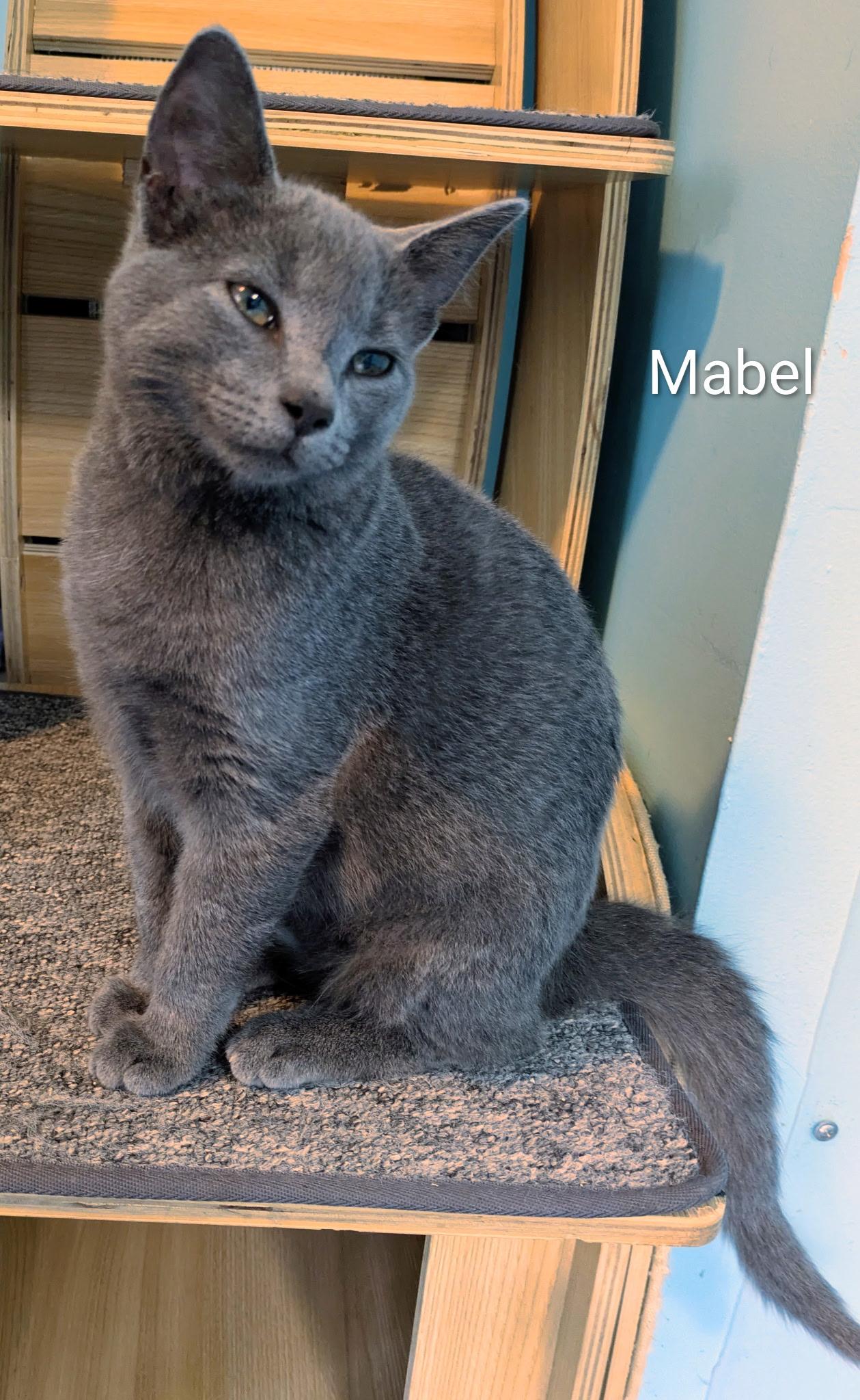 Enlarge Mabel, a ADOPTABLE Russian Blue in Mears, MI image 4/4