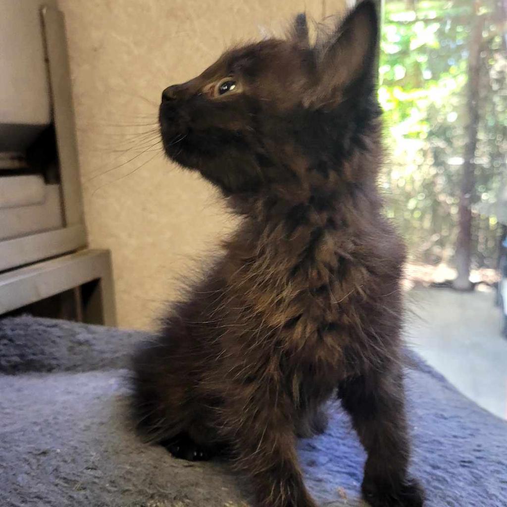 Eluira, Adoptable, Adult Female Domestic Short Hair.