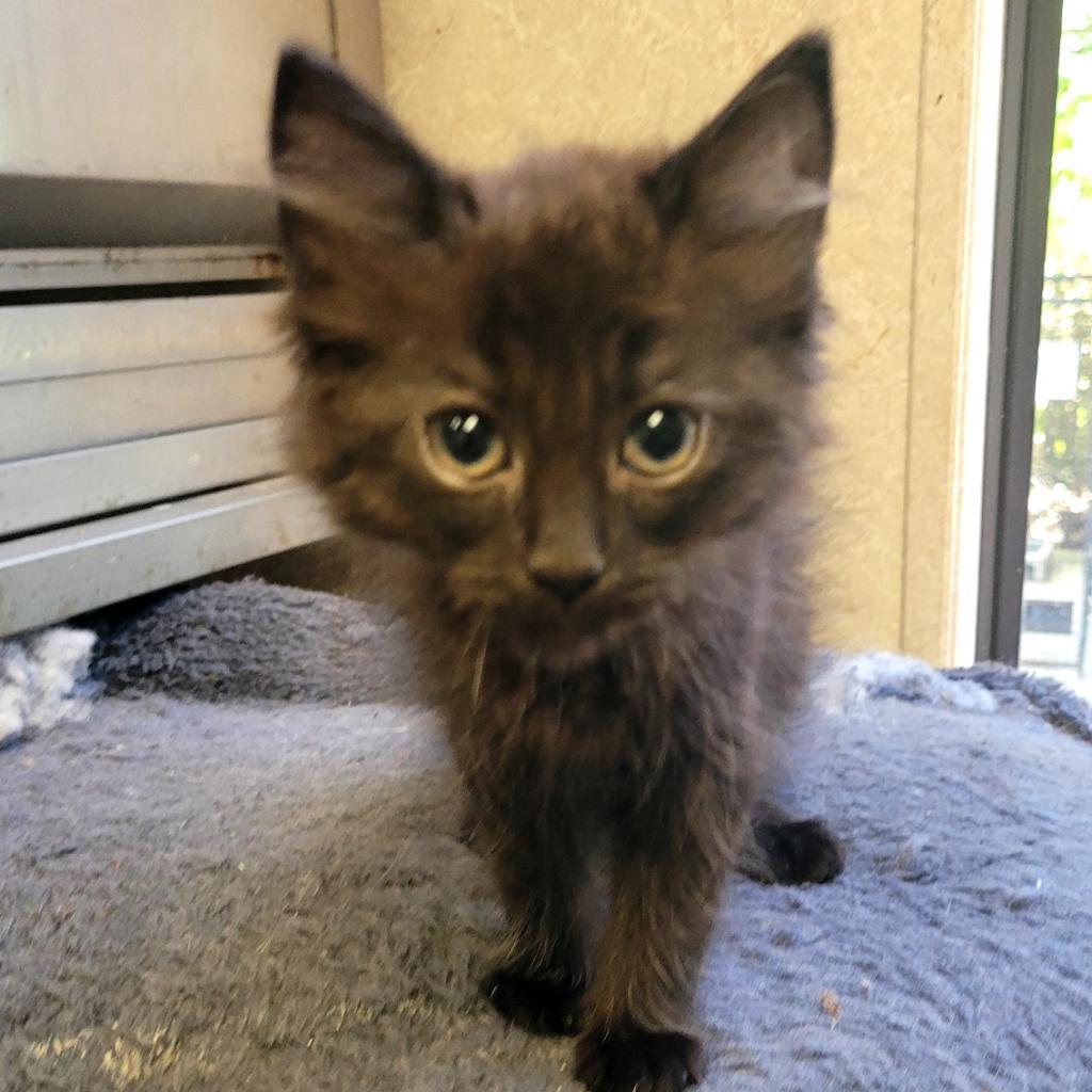 Enlarge Eluira, a Adoptable Domestic Short Hair in Hinesville, GA image 2/2