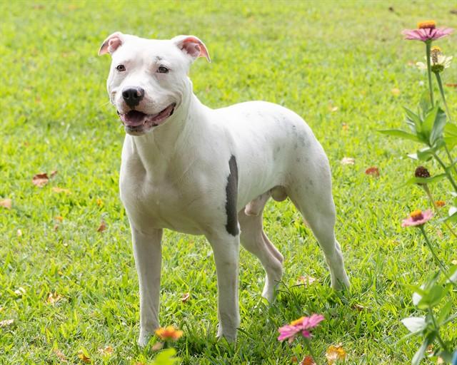 ARLOW, Adoptable, Young Male Pit Bull Terrier.