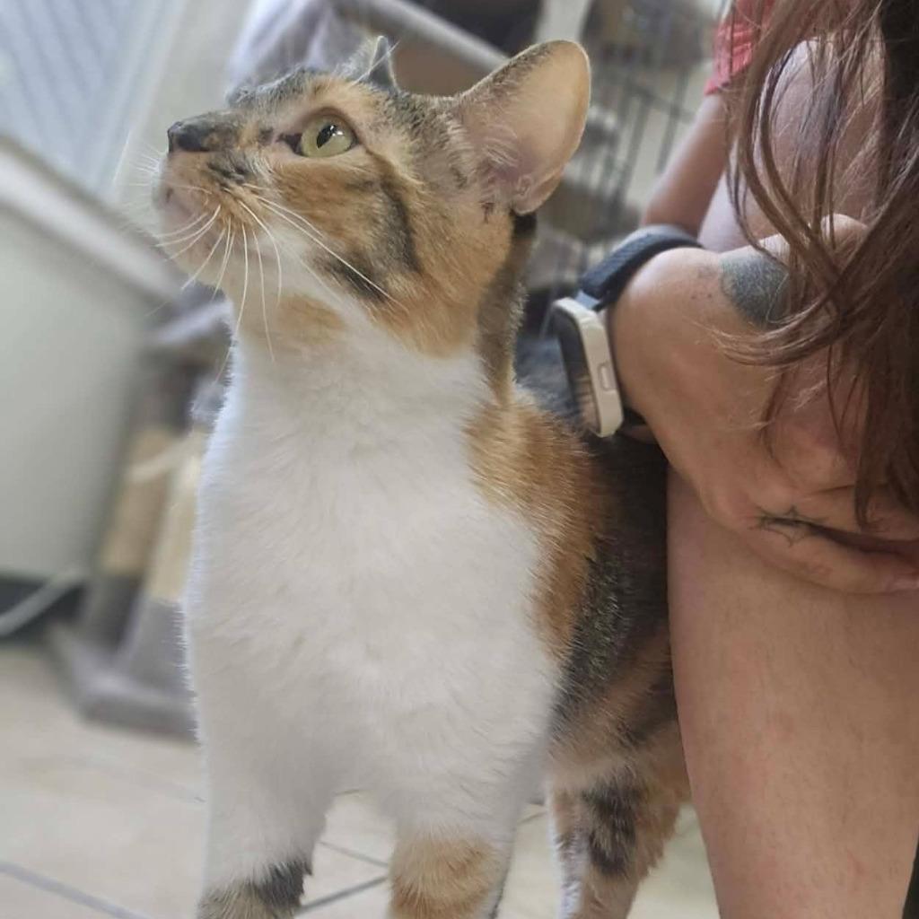 Bonnie, Adoptable, Young Female Domestic Short Hair.