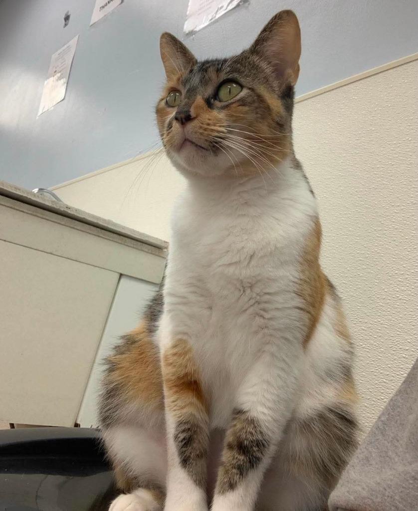Enlarge Bonnie, a Adoptable mixed breed in Sunrise Beach, MO image 2/4