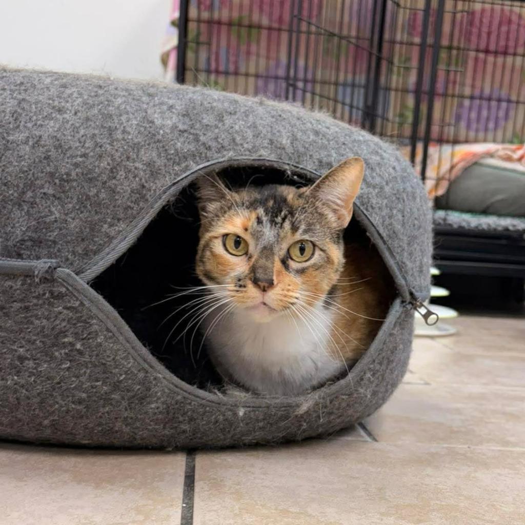 Enlarge Bonnie, a Adoptable mixed breed in Sunrise Beach, MO image 3/4