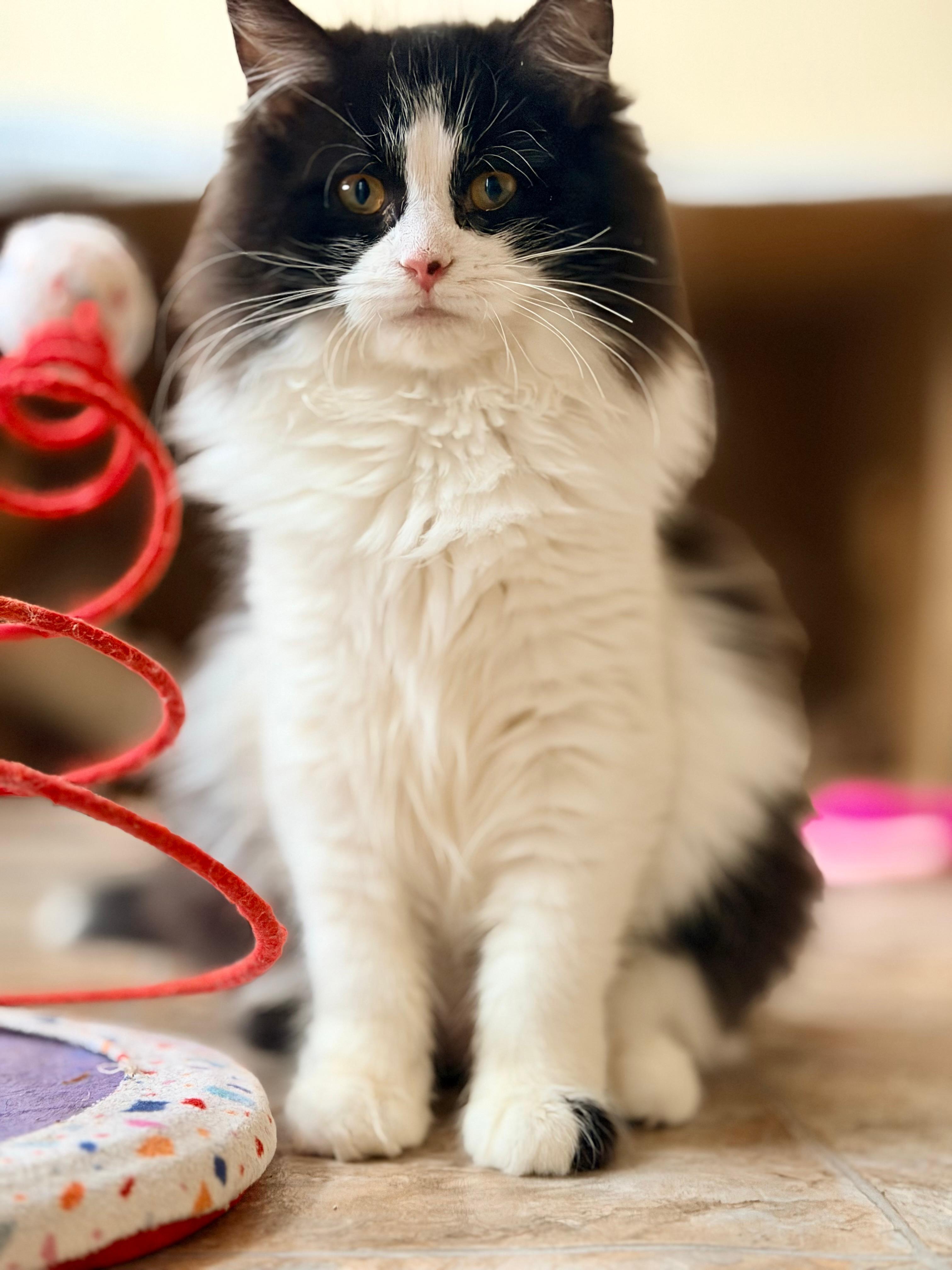 Enlarge Lady Godiva & Jack Frost - 6 MONTHS - A MATCH MADE IN HEAVEN!, a ADOPTABLE Domestic Medium Hair in Bristow, VA image 1/6