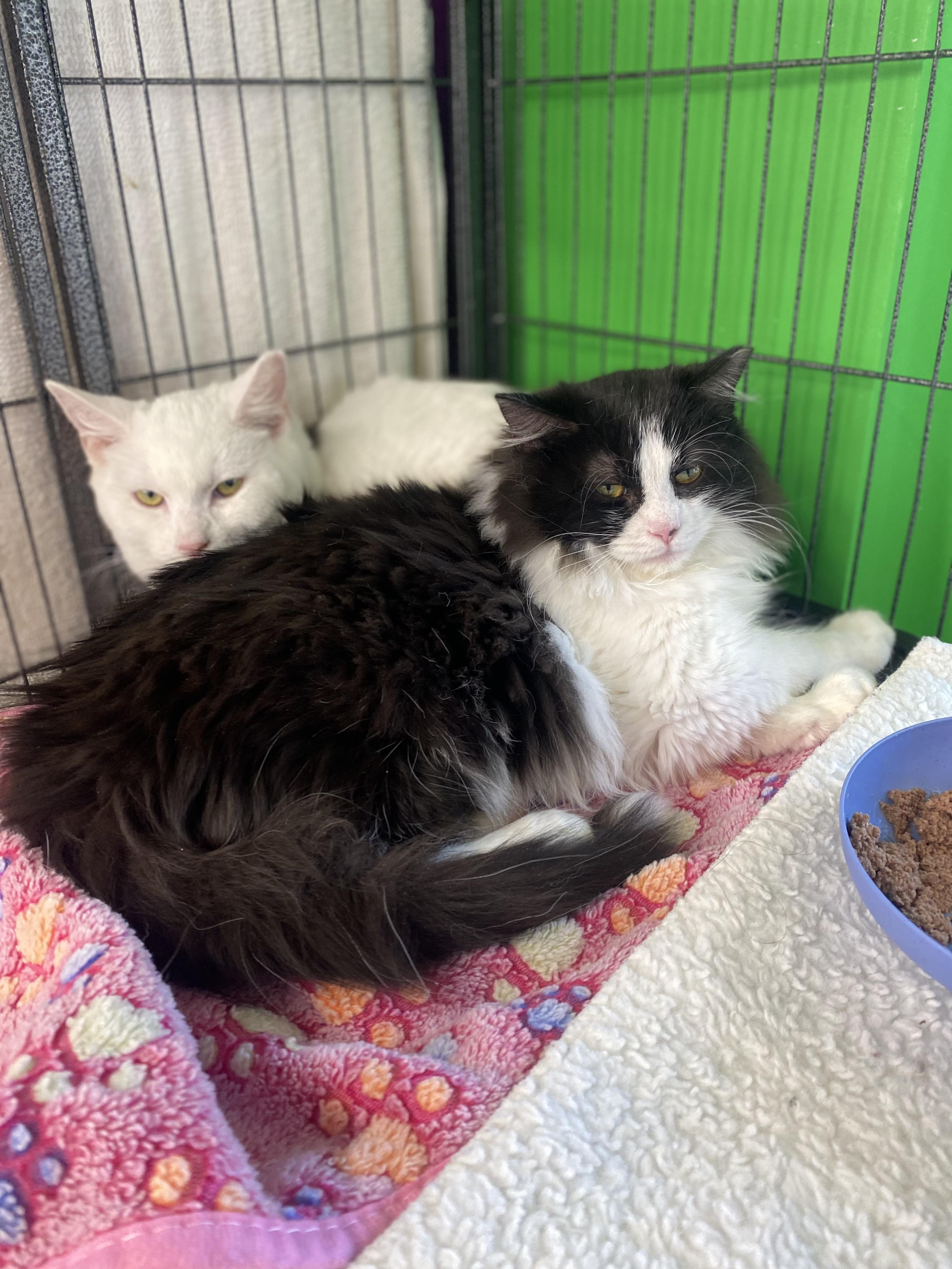 Lady Godiva & Jack Frost - 6 MONTHS - A MATCH MADE IN HEAVEN!, ADOPTABLE, Young Male Domestic Medium Hair.