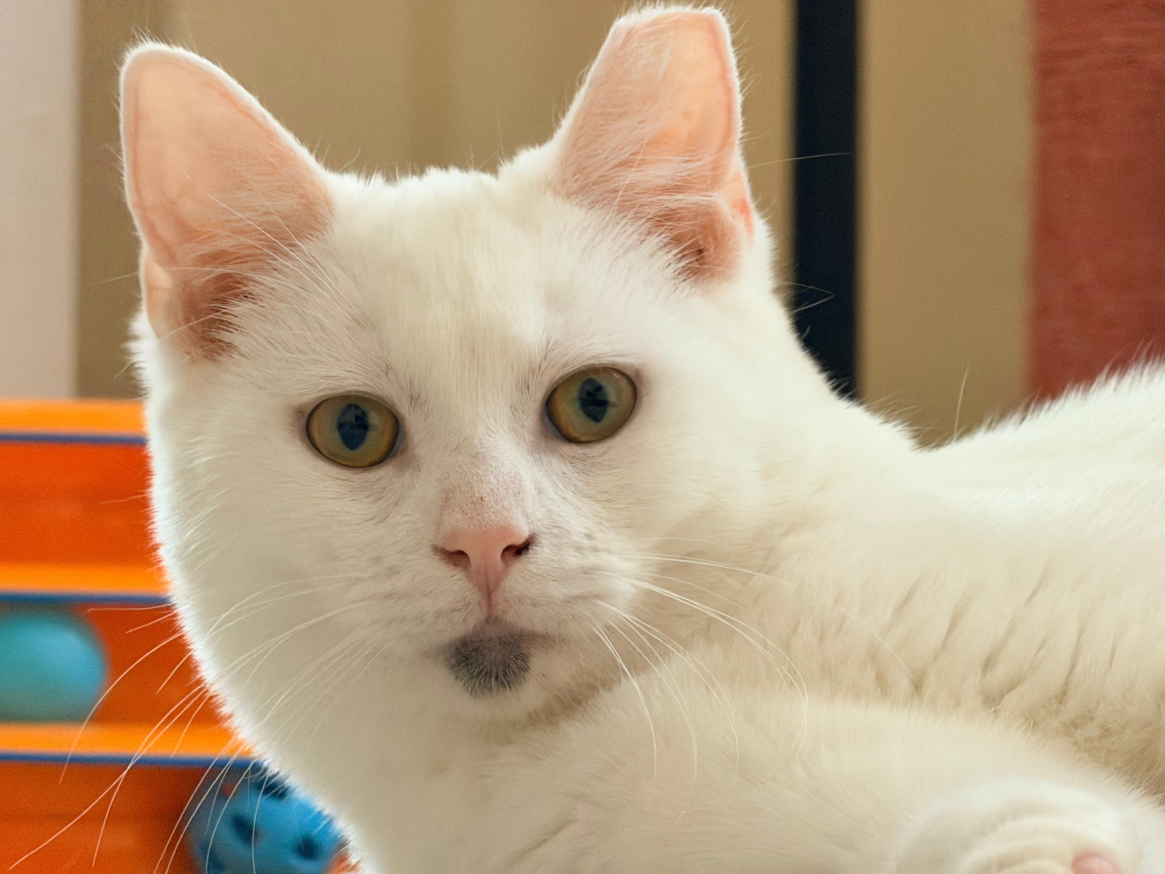 Enlarge Lady Godiva & Jack Frost - 6 MONTHS - A MATCH MADE IN HEAVEN!, a ADOPTABLE Domestic Medium Hair in Bristow, VA image 2/6