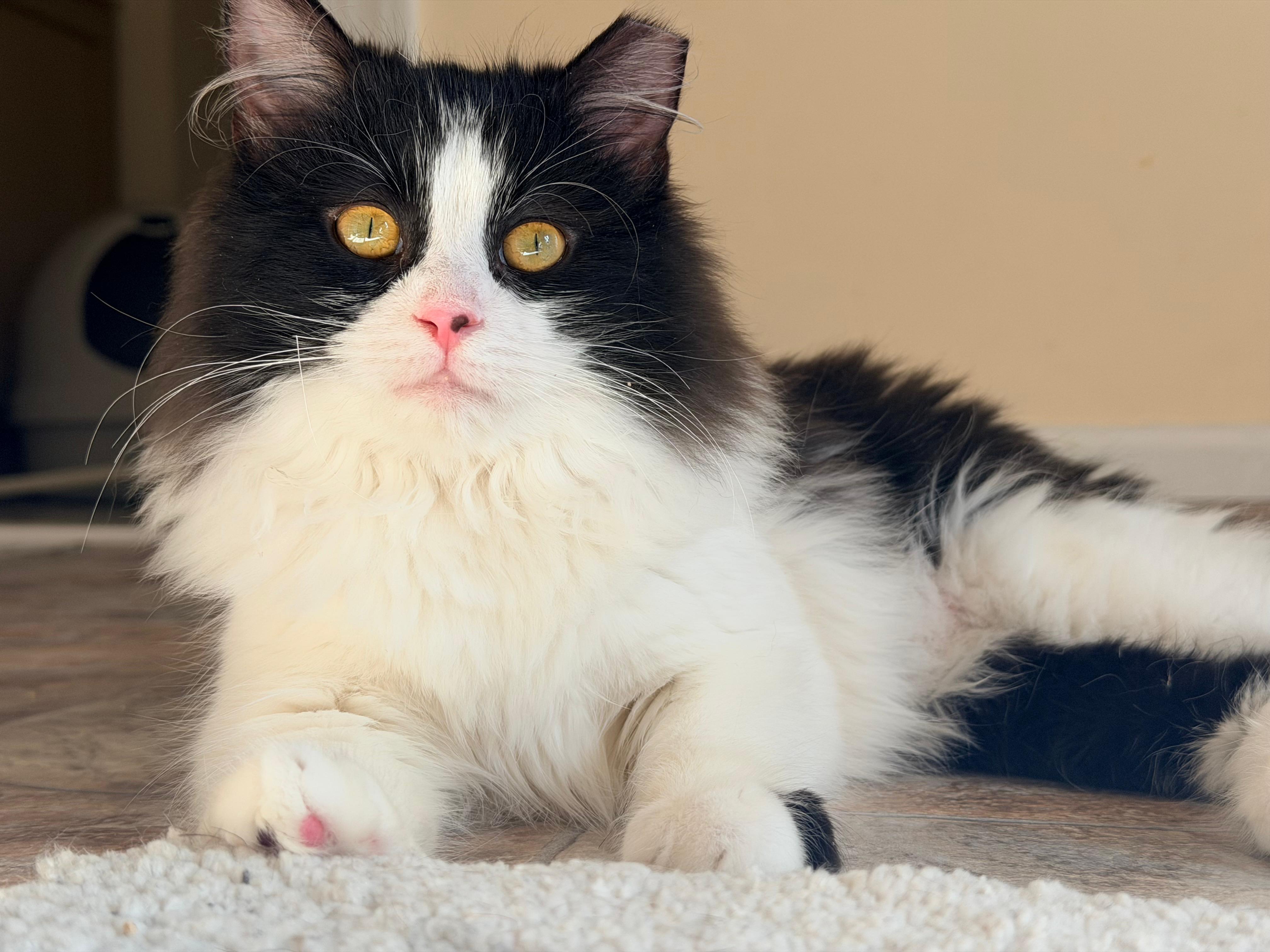 Enlarge Lady Godiva & Jack Frost - 6 MONTHS - A MATCH MADE IN HEAVEN!, a ADOPTABLE Domestic Medium Hair in Bristow, VA image 4/6