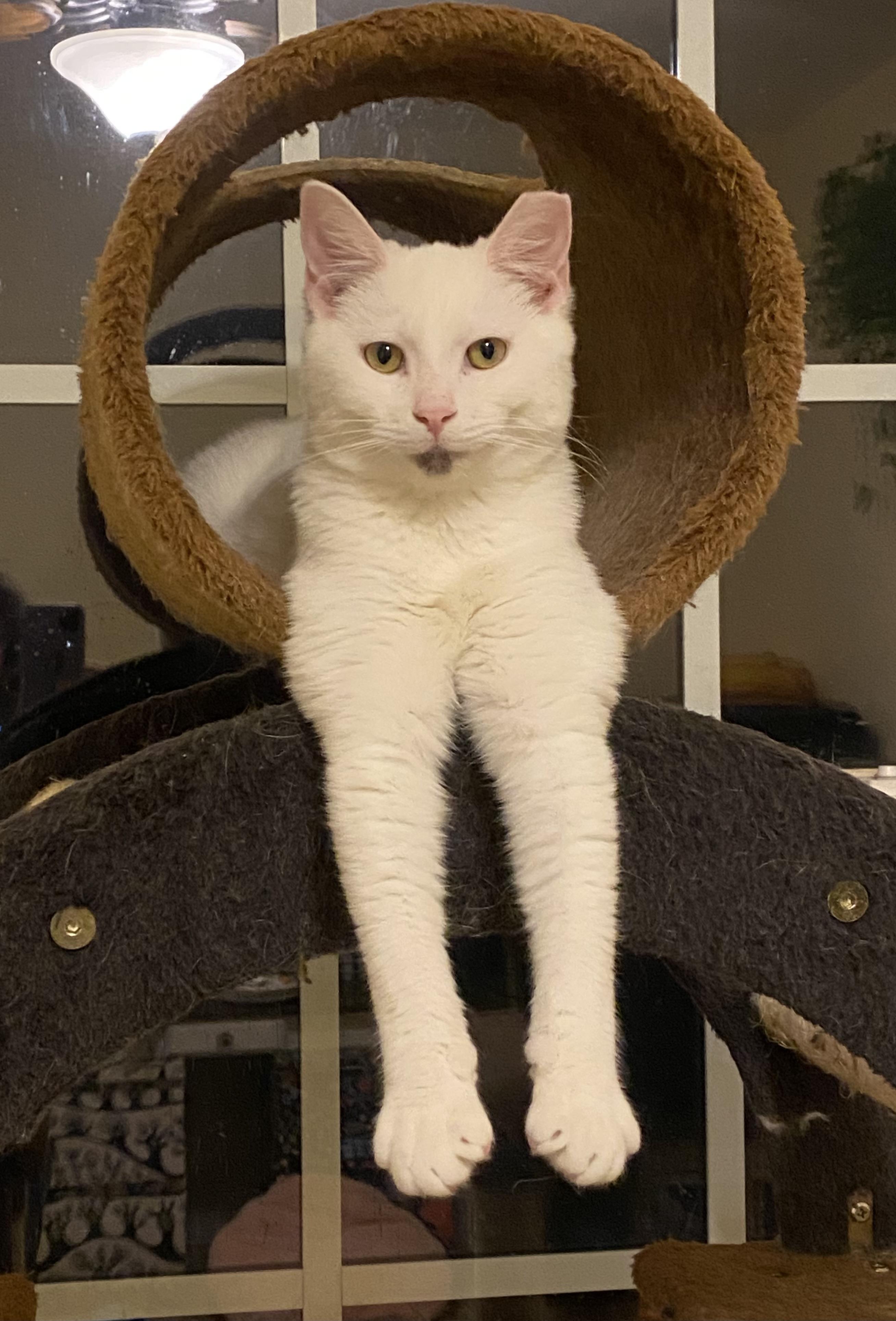 Enlarge Lady Godiva & Jack Frost - 6 MONTHS - A MATCH MADE IN HEAVEN!, a ADOPTABLE Domestic Medium Hair in Bristow, VA image 3/6