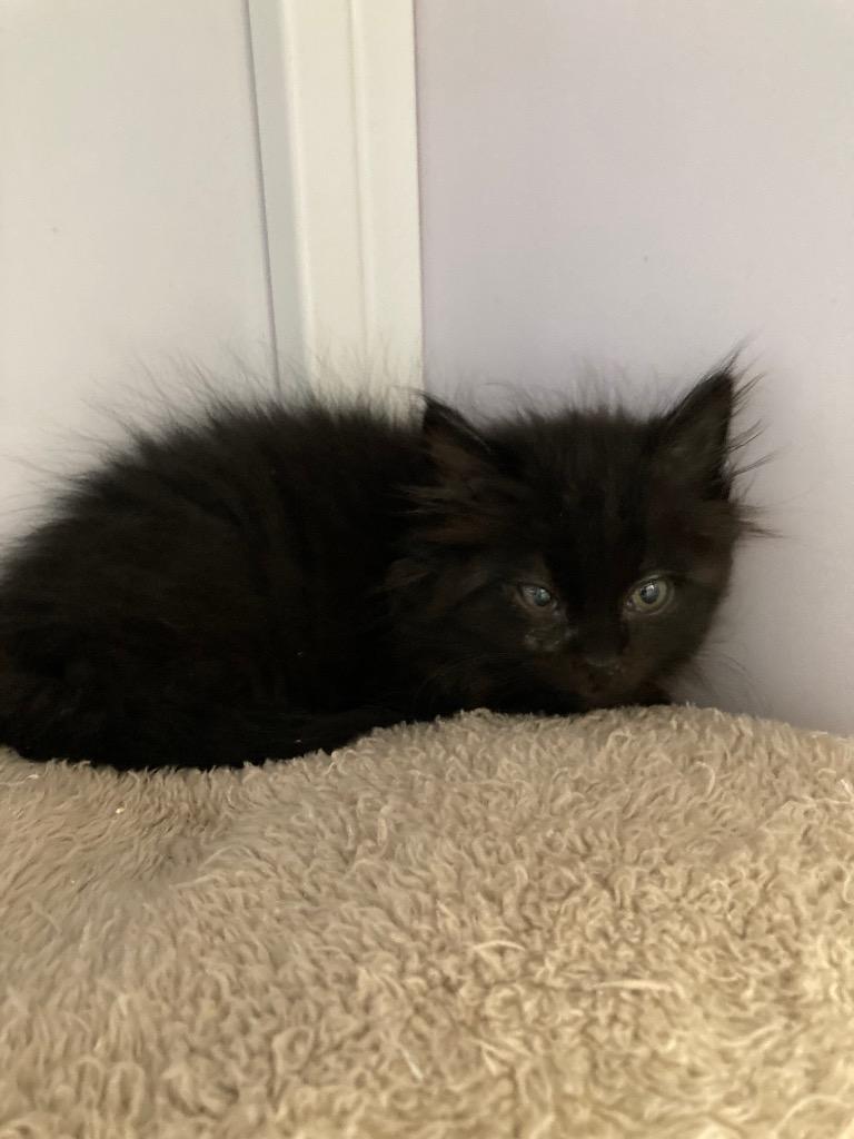 Bokhee, Adoptable, Young Female Domestic Medium Hair.