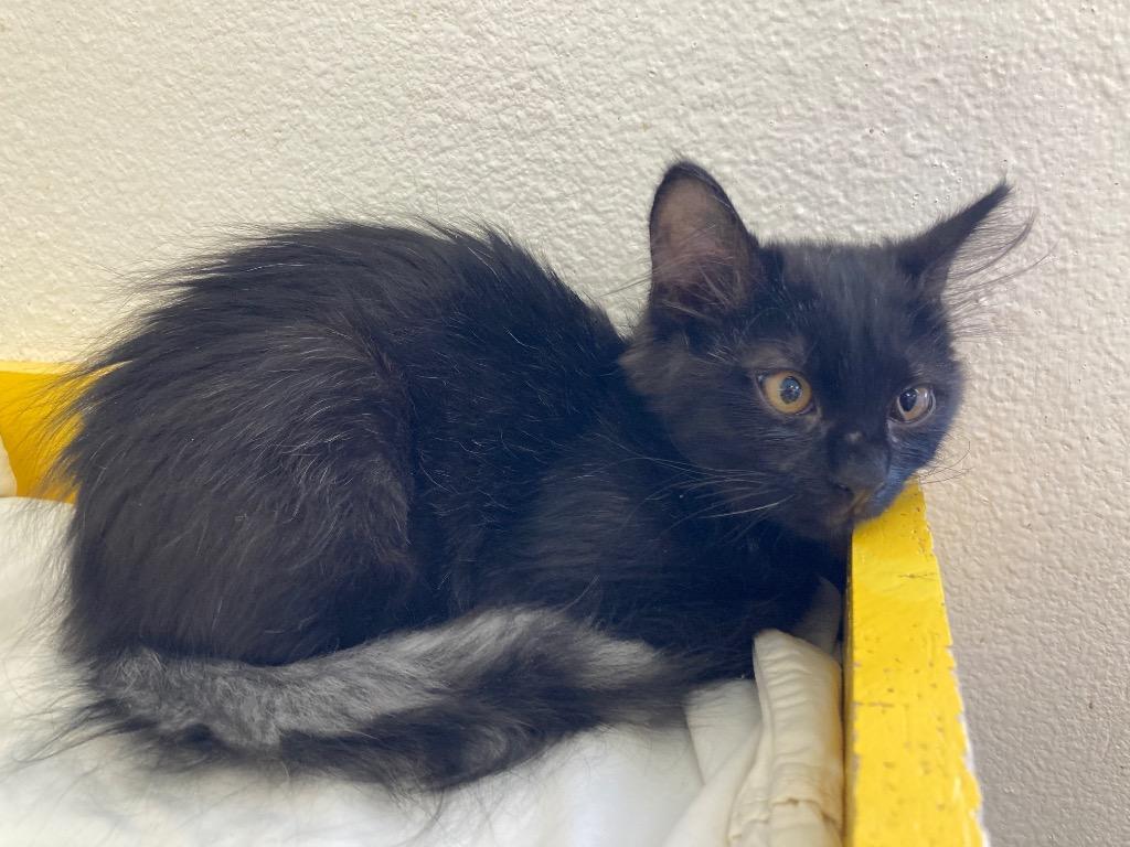 Enlarge Bokhee, a Adoptable mixed breed in Youngtown, AZ image 2/3