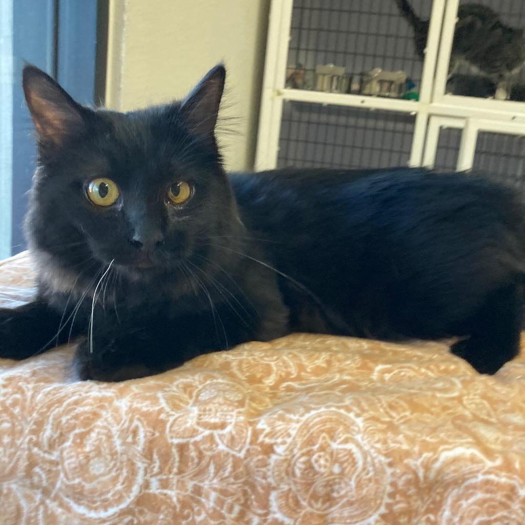 Enlarge Bokhee, a Adoptable mixed breed in Youngtown, AZ image 3/3