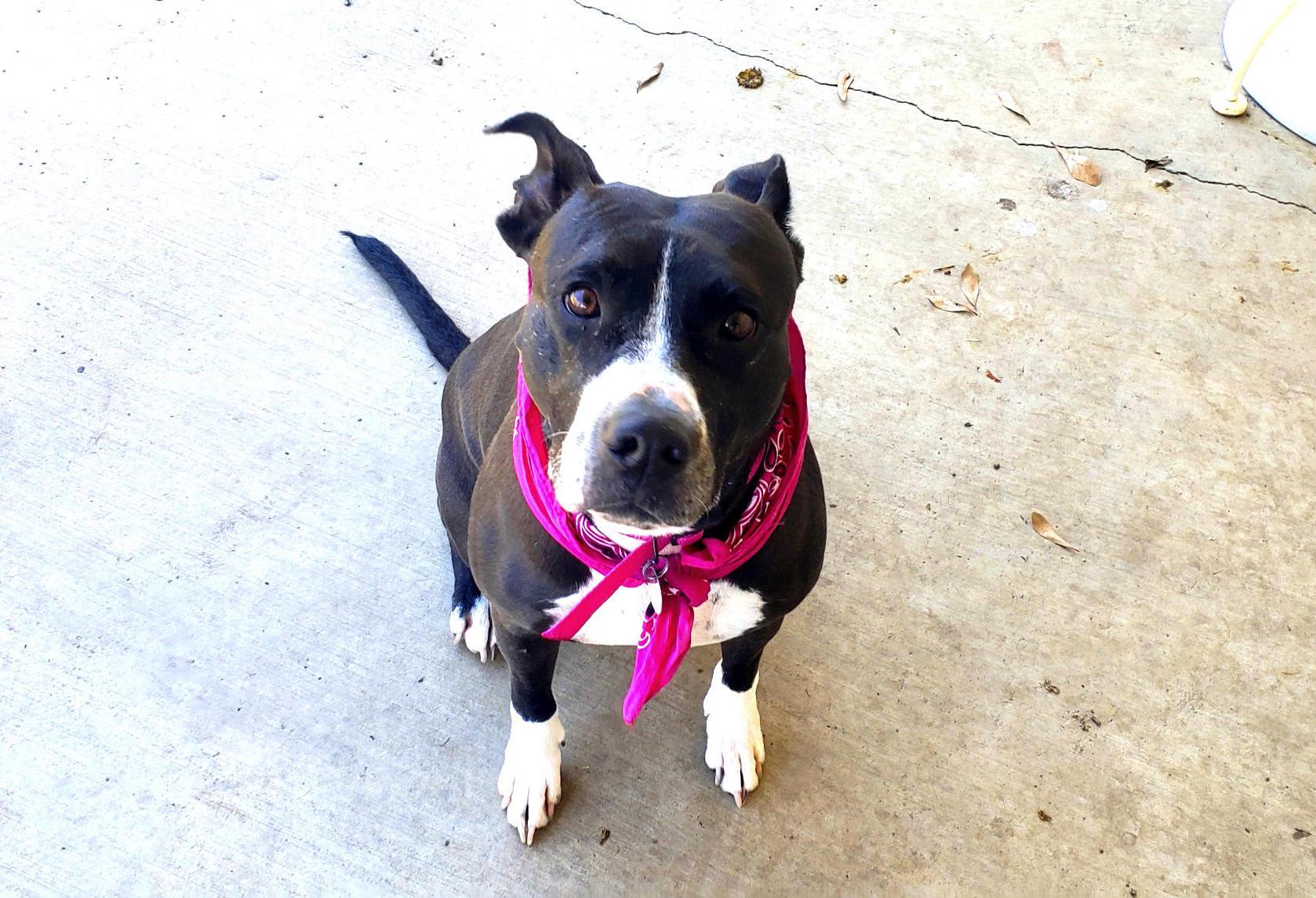 Lady, a Adoptable mixed breed in Muldrow, OK image 4/6