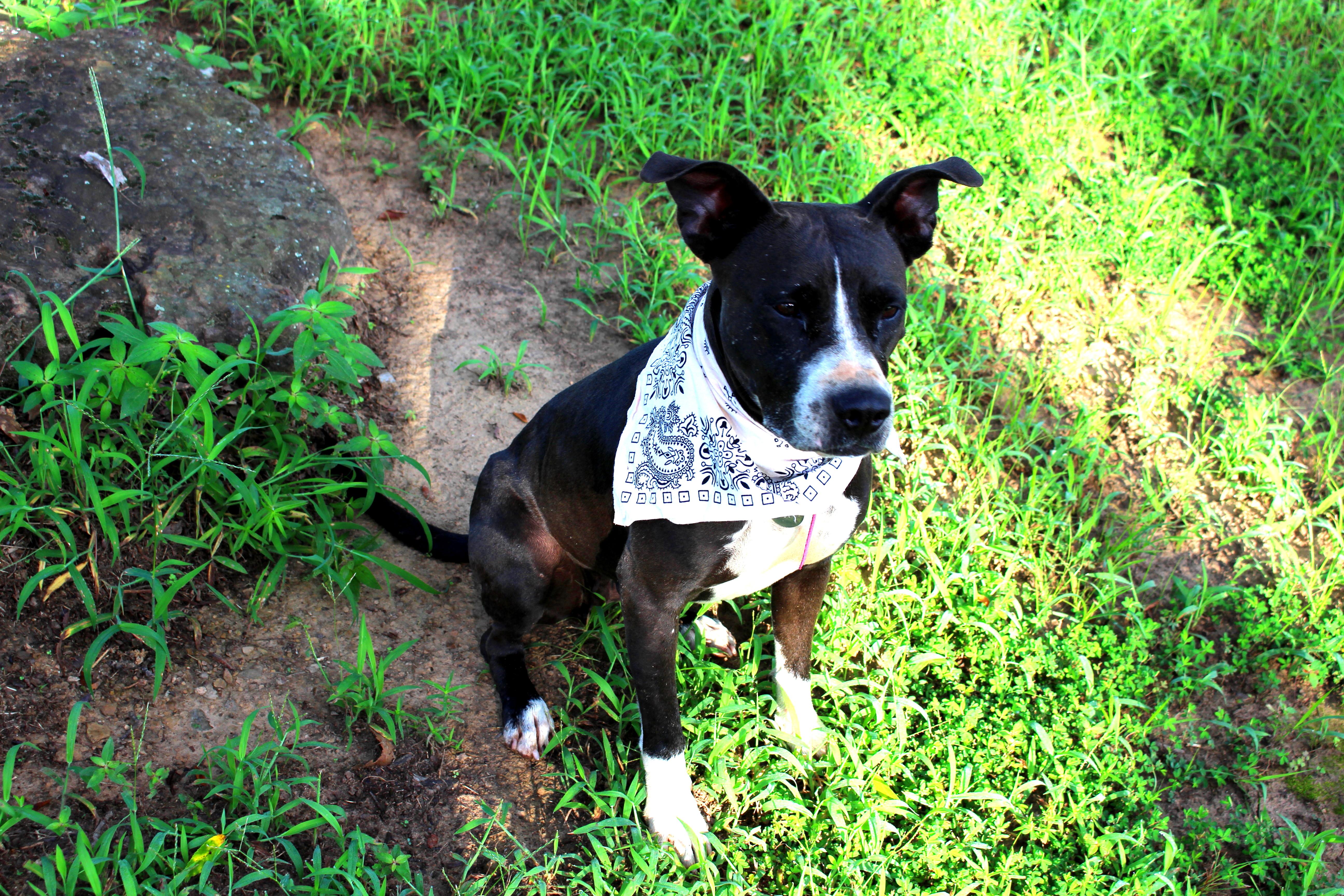 Lady, a Adoptable mixed breed in Muldrow, OK image 3/6